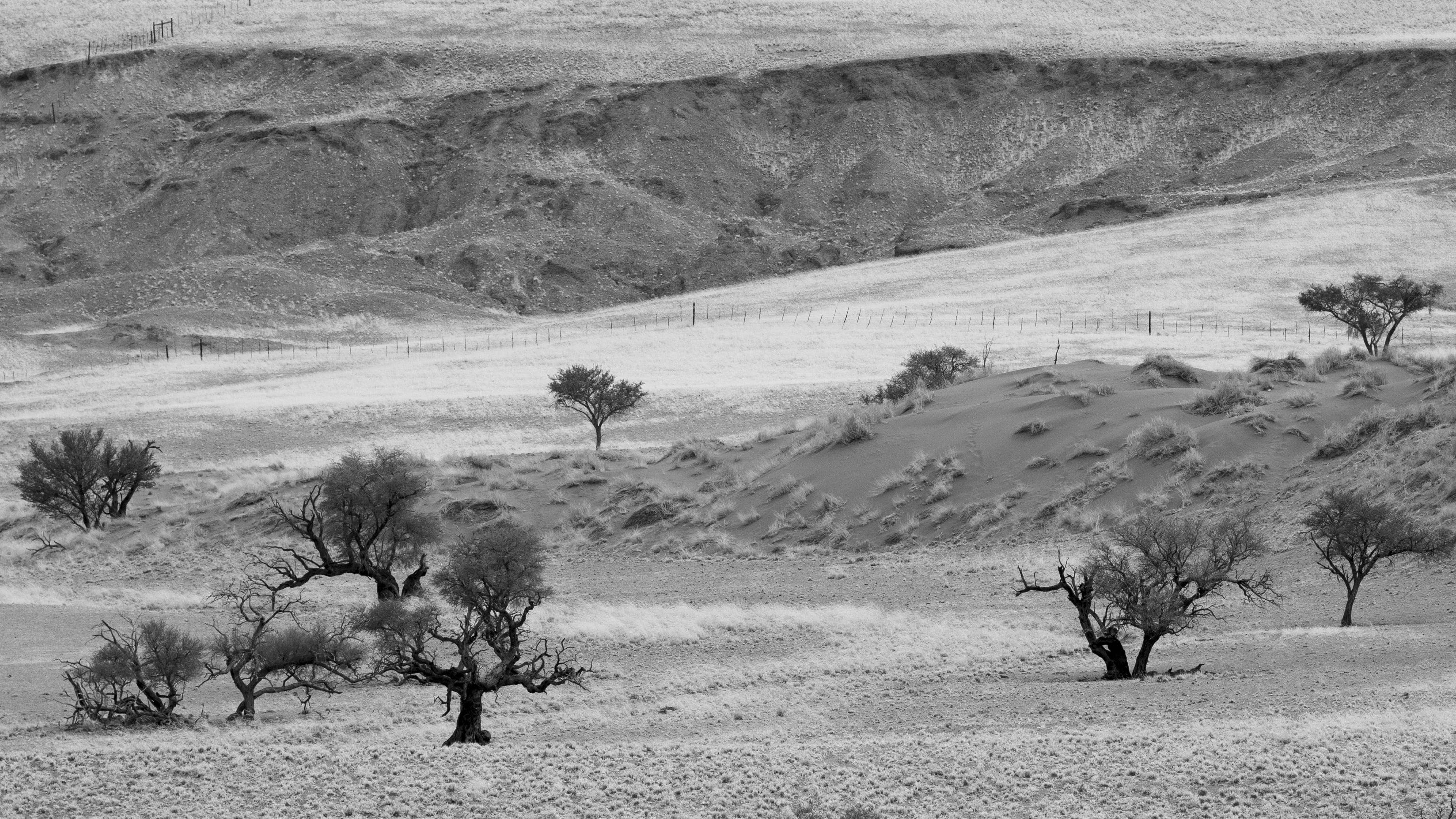 animal wildlife, beauty in nature, group of animals, the living desert, arid climate, scenics - nature, animal, nature, 2K, environment, tranquility, namib, HD Wallpaper