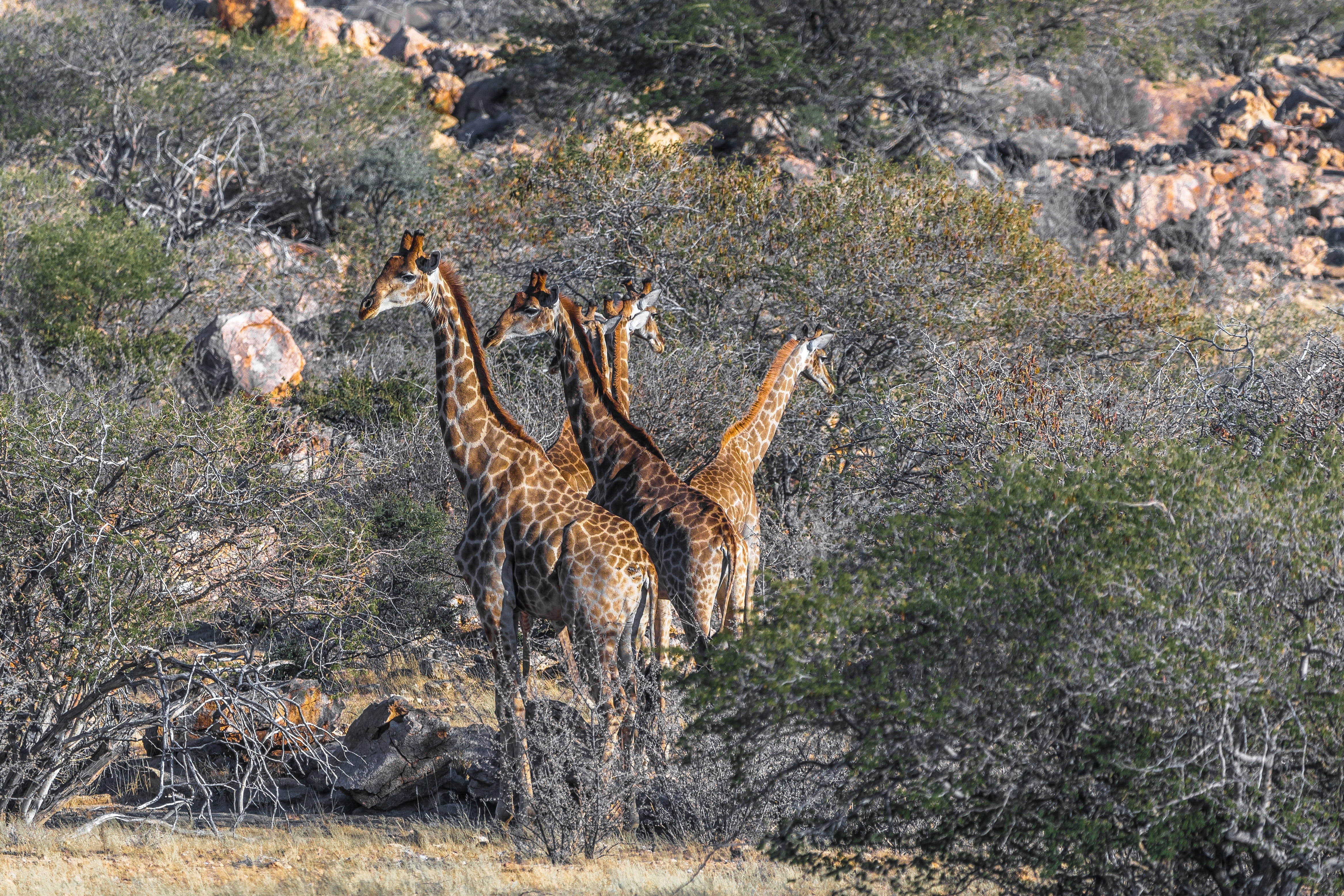 karg, stains, animal wildlife, africa, mammal, no people, herbivores, vertebrate, grass, wild animal, landscape, animals in the wild, large, forest, animal themes, HD Wallpaper