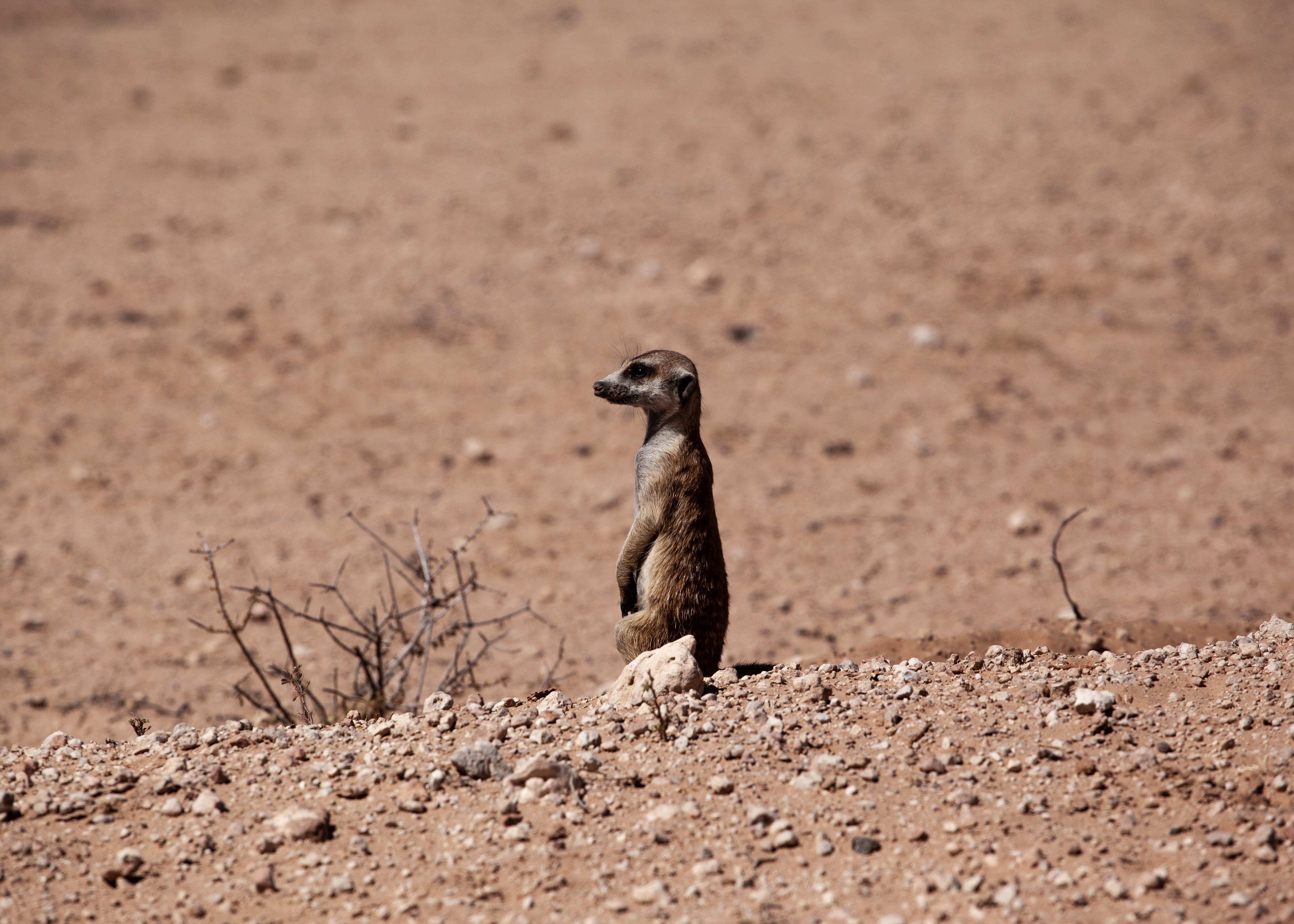 desert, bird, animal themes, no people, namibia, meerkat, namib, selective focus, soil, gravel, animals in the wild, field, full length, outdoors, mammal, HD Wallpaper