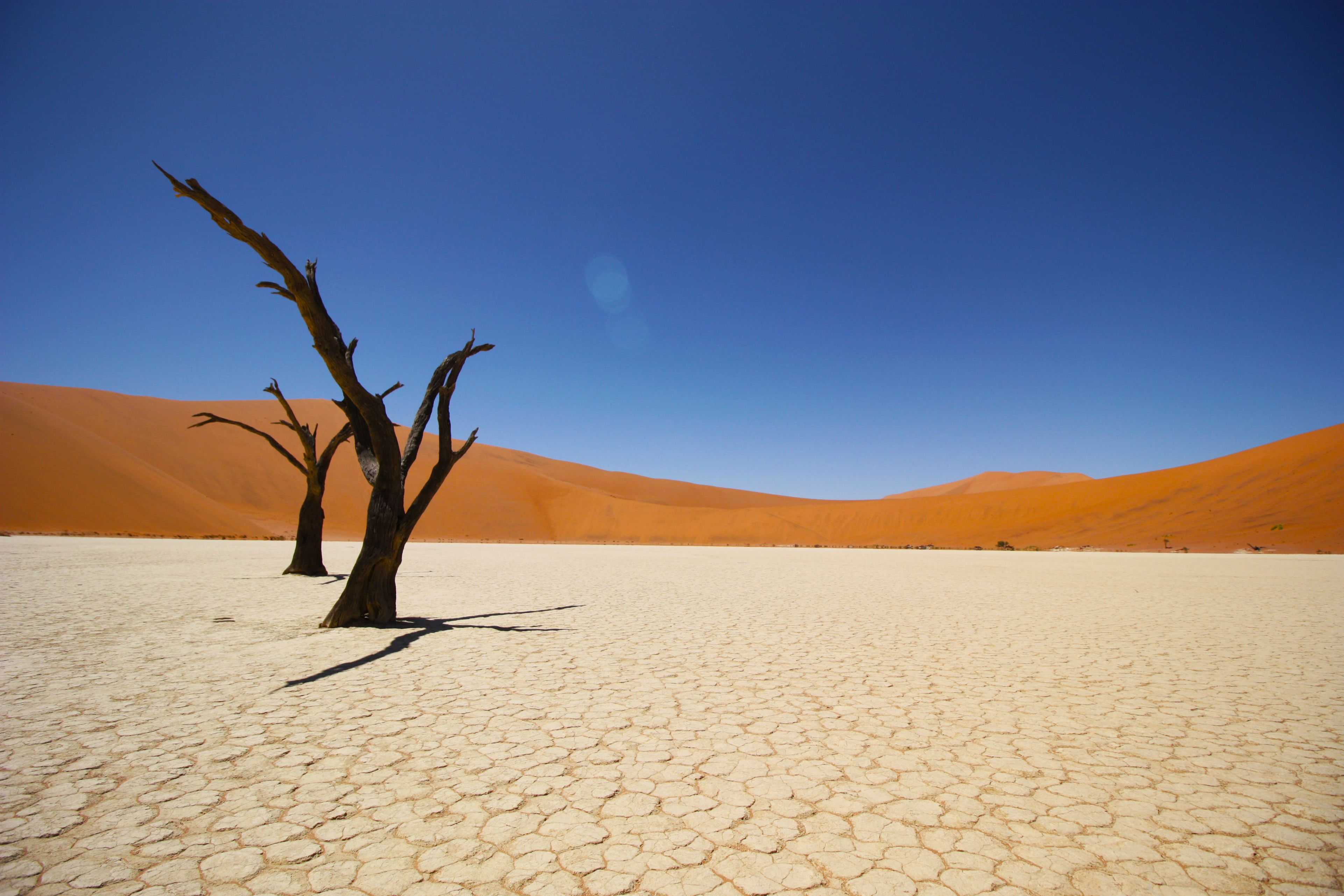 4K, Namib Desert, desert, trees, 4K, bare, Coastal desert, HD Wallpaper