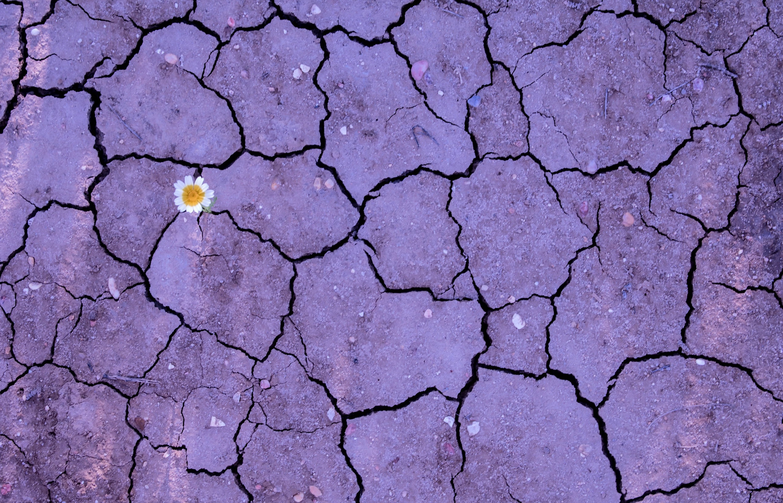 white flowers, environment, outdoors, land, nature, flowers, no people, field, dry, 2K, natural pattern, day, plants, full frame, colorful, textured, scenics - nature, HD Wallpaper