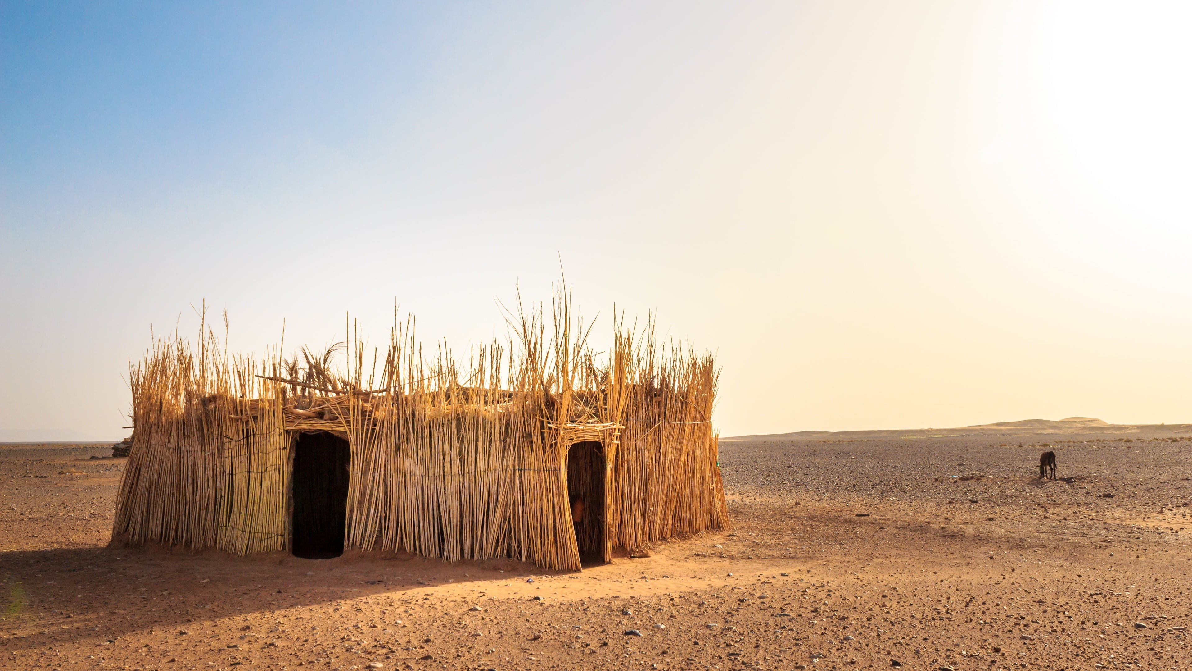day, dry, arid, africa, no people, straw, climate, tranquility, beauty in nature, tranquil scene, 4K, sky, wood - material, green, outdoors, environment, HD Wallpaper