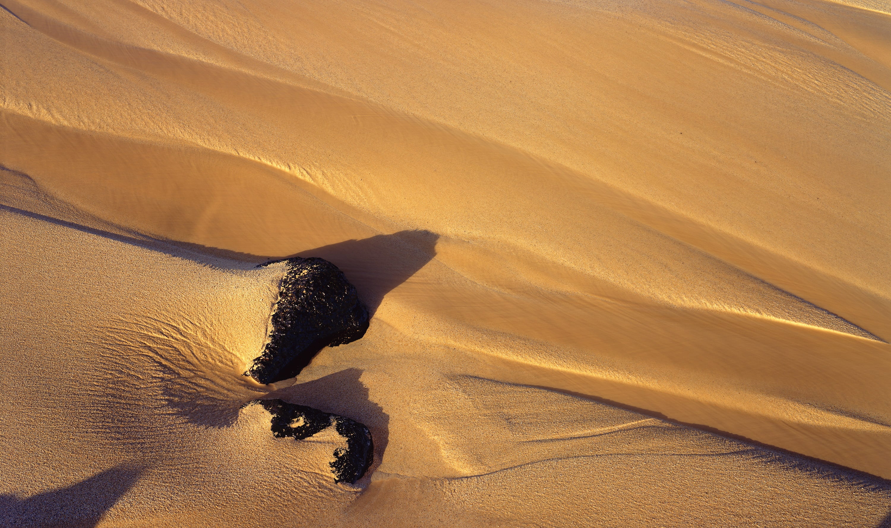 one animal, sand dunes, day, land, sunlight, landscape, mammal, park, desert, animals in the wild, nature, vertebrate, colorado, 2K, animal themes, environment, HD Wallpaper