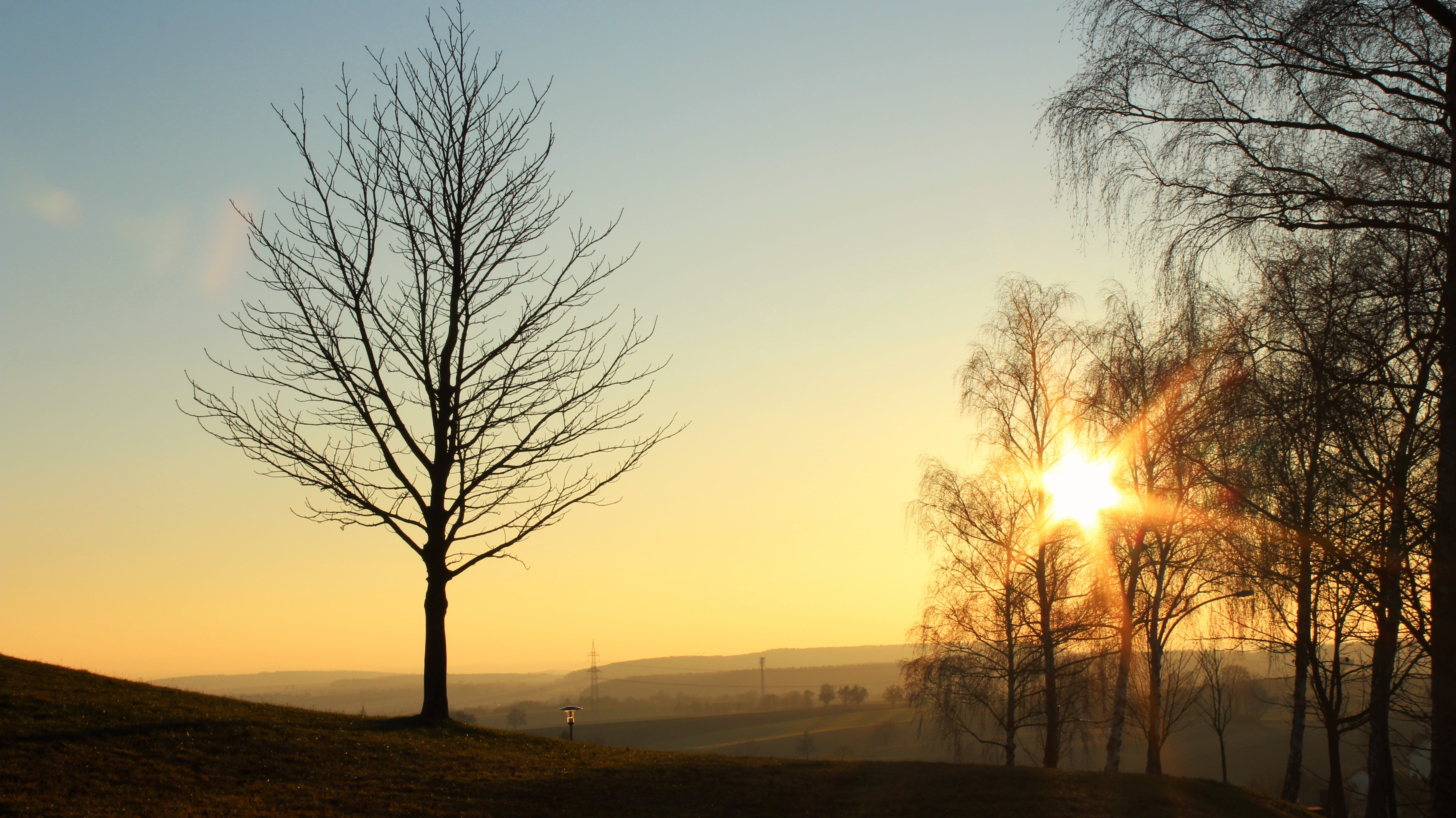 back Lit, backgrounds, sun, non-Urban Scene, forest, landscape, twilight, tree, silhouette, yellow, tranquility, scenics - nature, lens flare, branch, sunbeam, HD Wallpaper