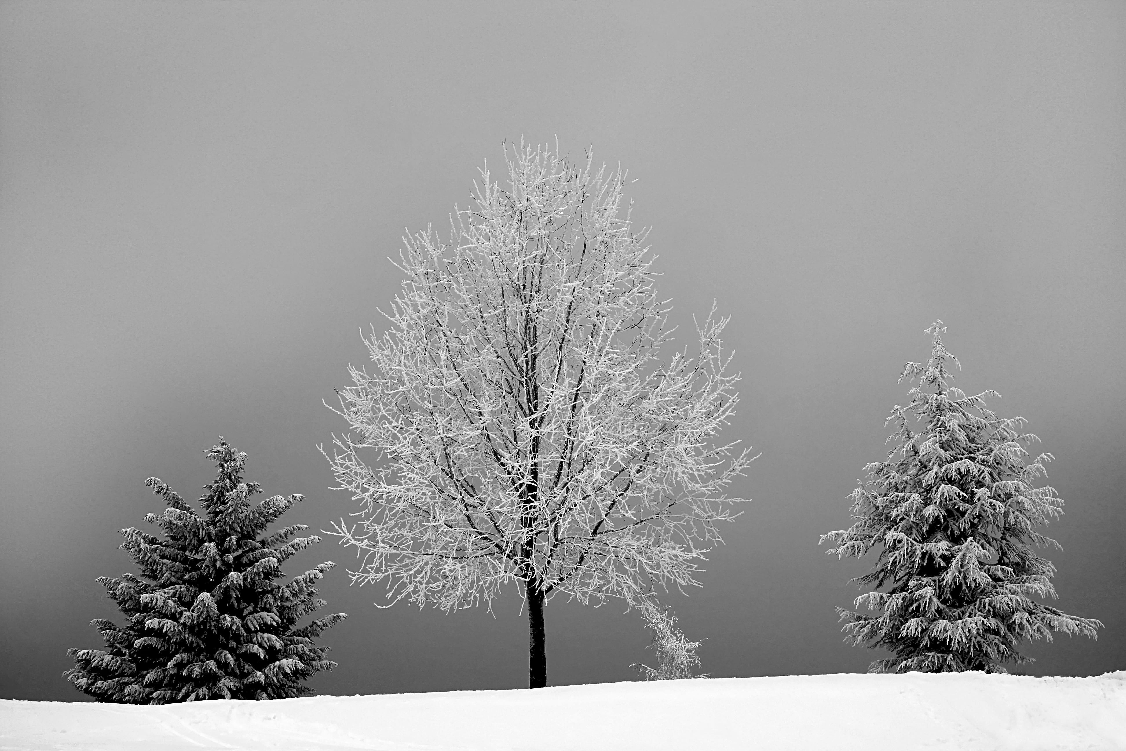 ice, tranquility, bareless, sky, nature, tranquil scene, weather, outdoors, frosty, tree, black-and-white, beauty in nature, monochrome, trees, winter, HD Wallpaper