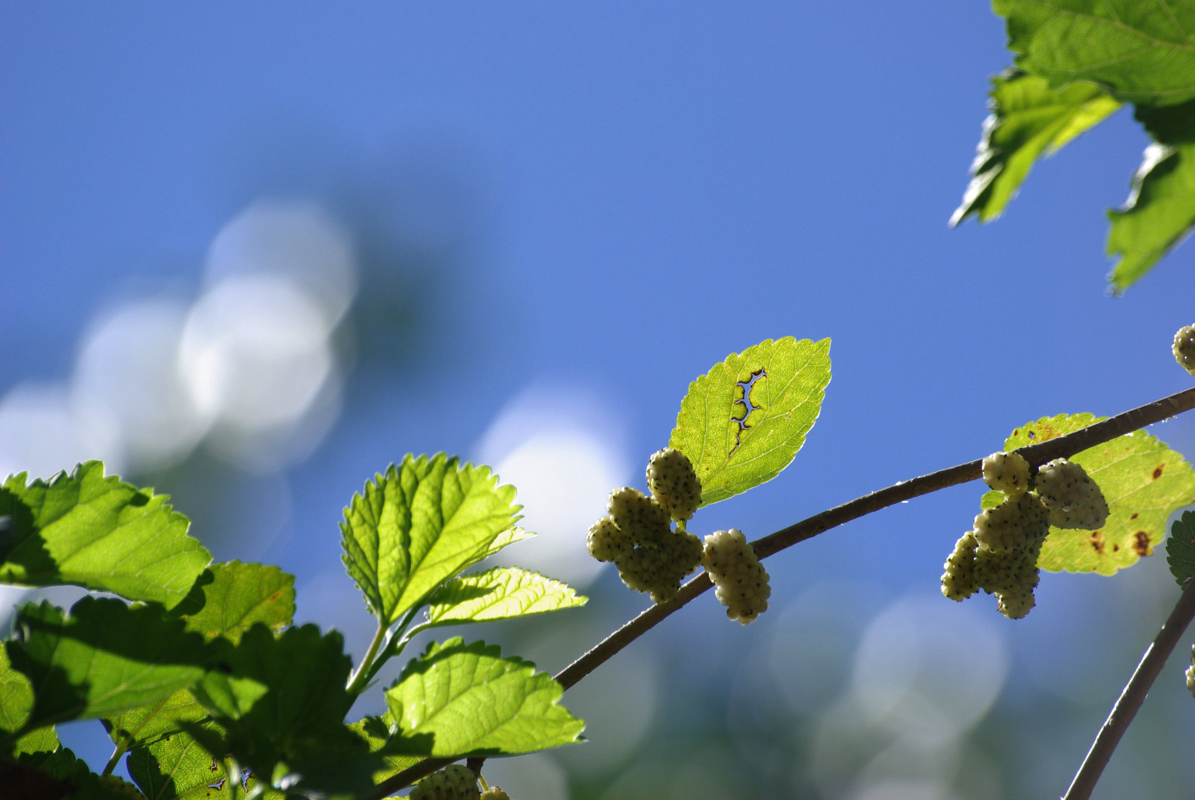 Catalunya, Navarcles, growth, fruit, plant, vida, photography, maximo park, black, bearing, green Color, sky, life, springtime, branch, tree, outdoors, HD Wallpaper
