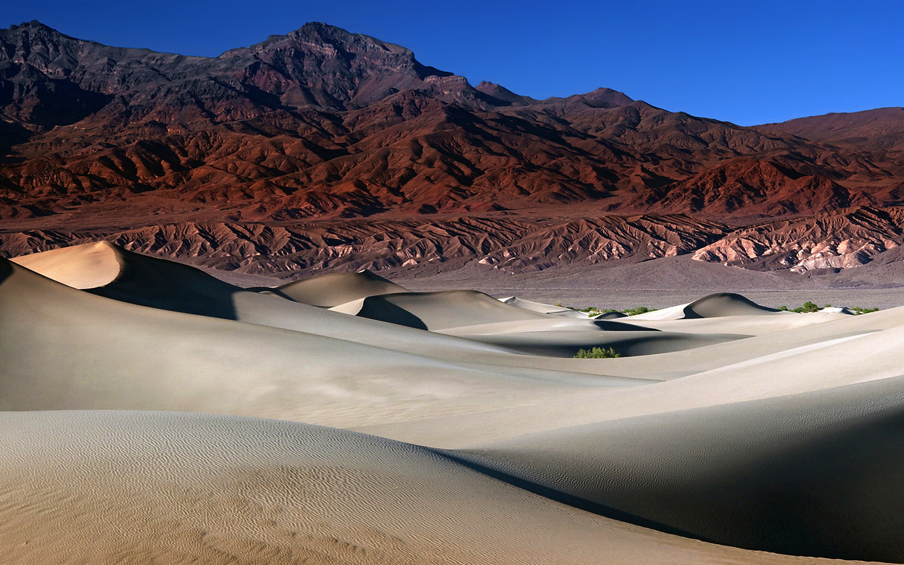 2K, mesquite, dunes, HD Wallpaper