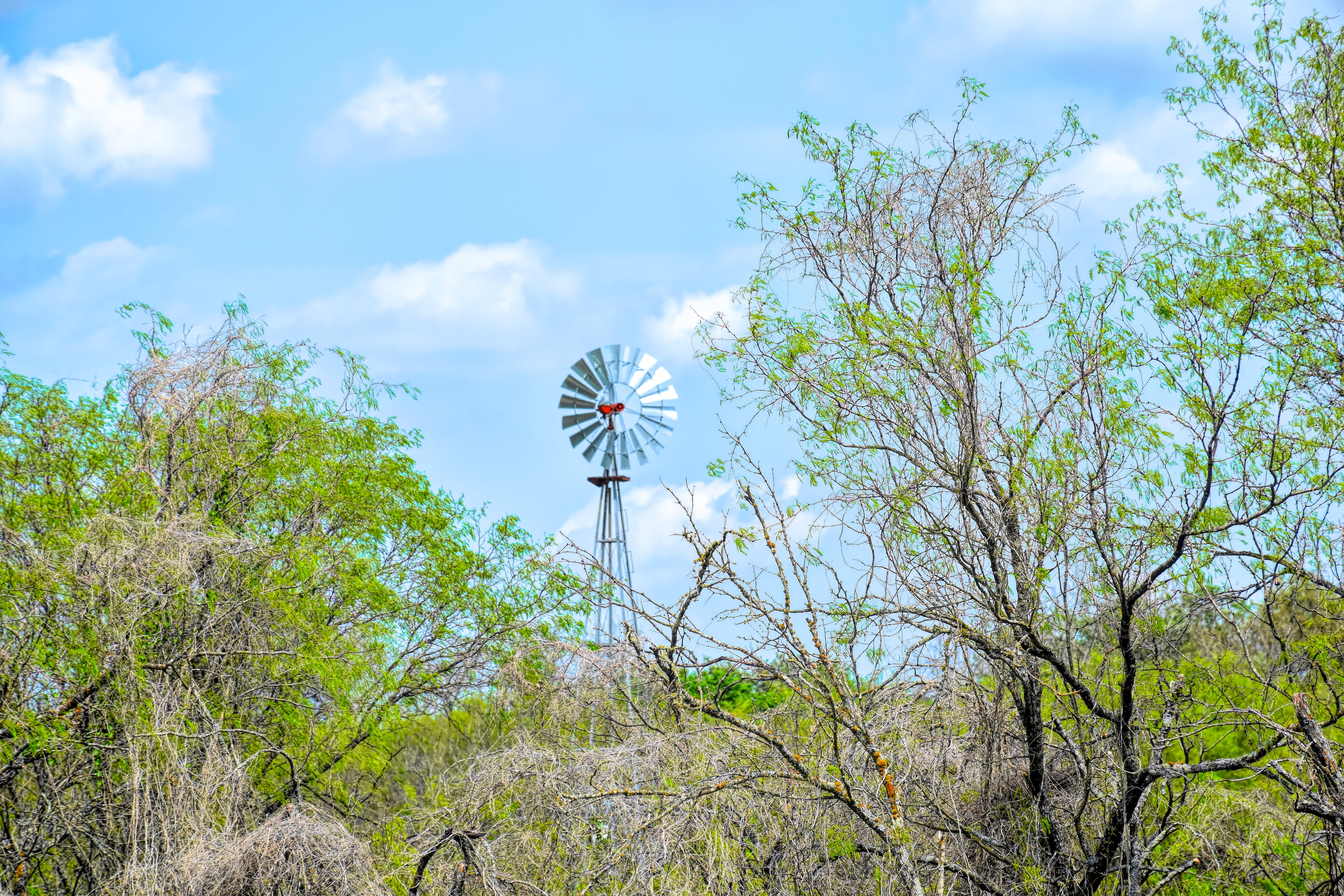 energy, day, mesquite tree, alternative, fuel and power generation, mill, nature, wind power, plant, wind turbine, texas, countryside, tree, picturesque, HD Wallpaper