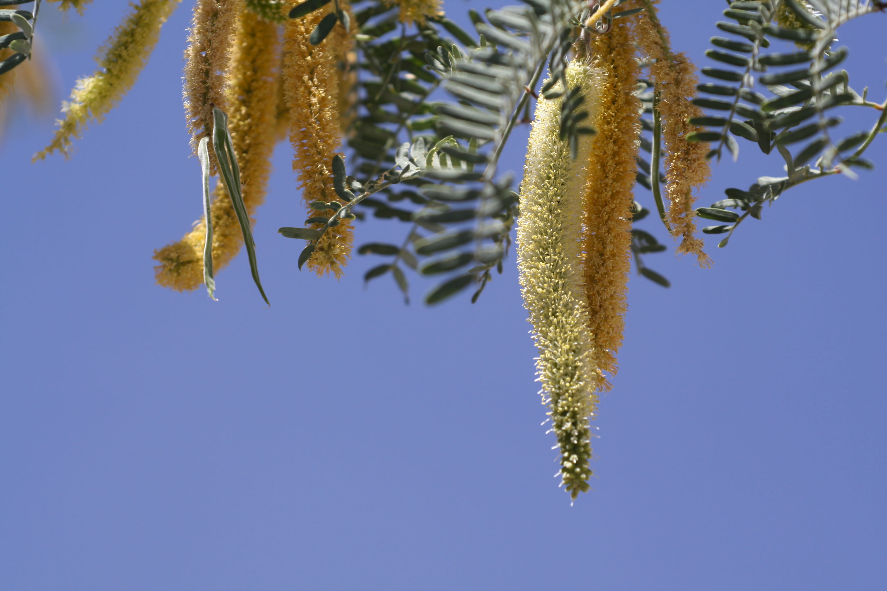 clear sky, summer, desert, mesquite, low angle view, tranquility, blue, nature, pussy willow, close-up, southwest, tree, beauty in nature, no people, sky, HD Wallpaper