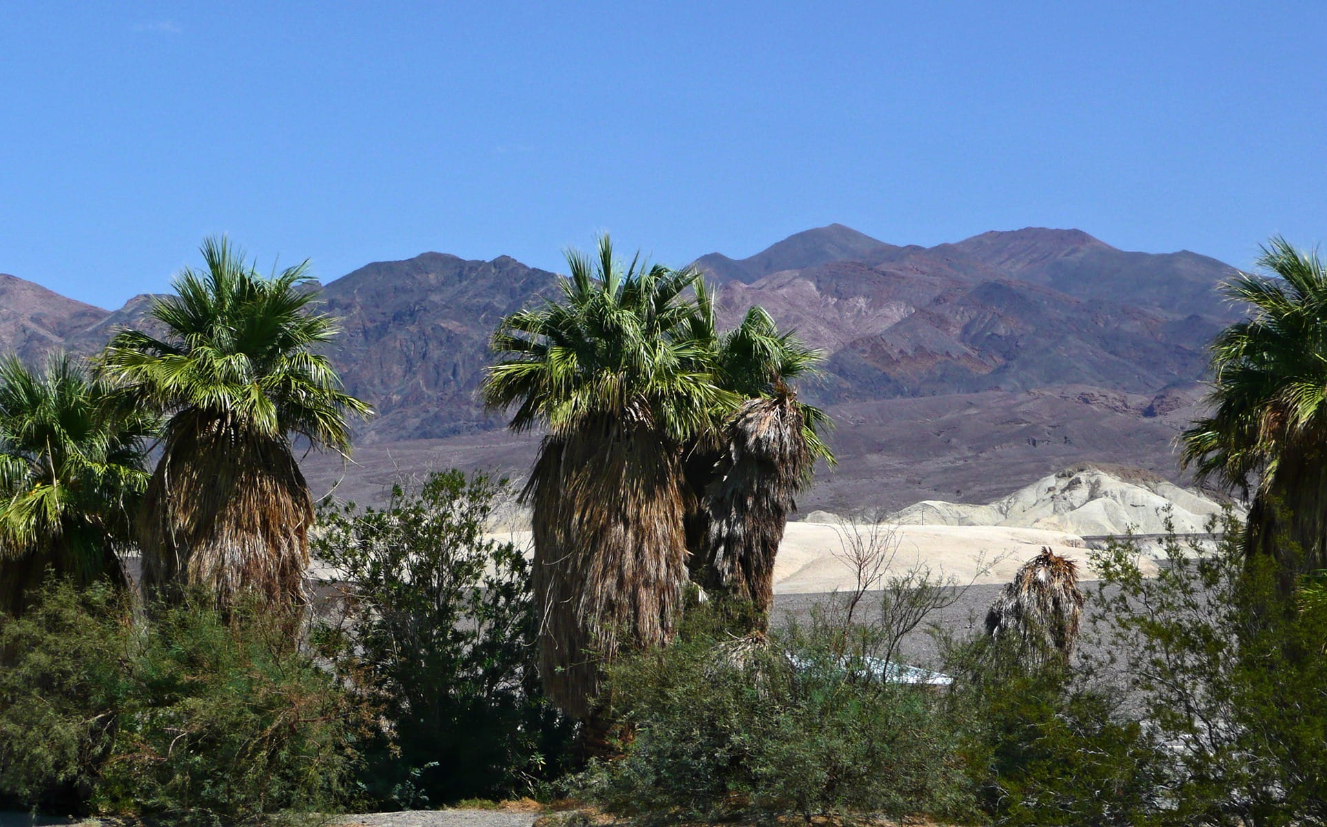 tropical climate, nature, California, Death Valley, arid climate, plant, california, Usa, mountain range, land, palm tree, tree, environment, desert, sky, HD Wallpaper