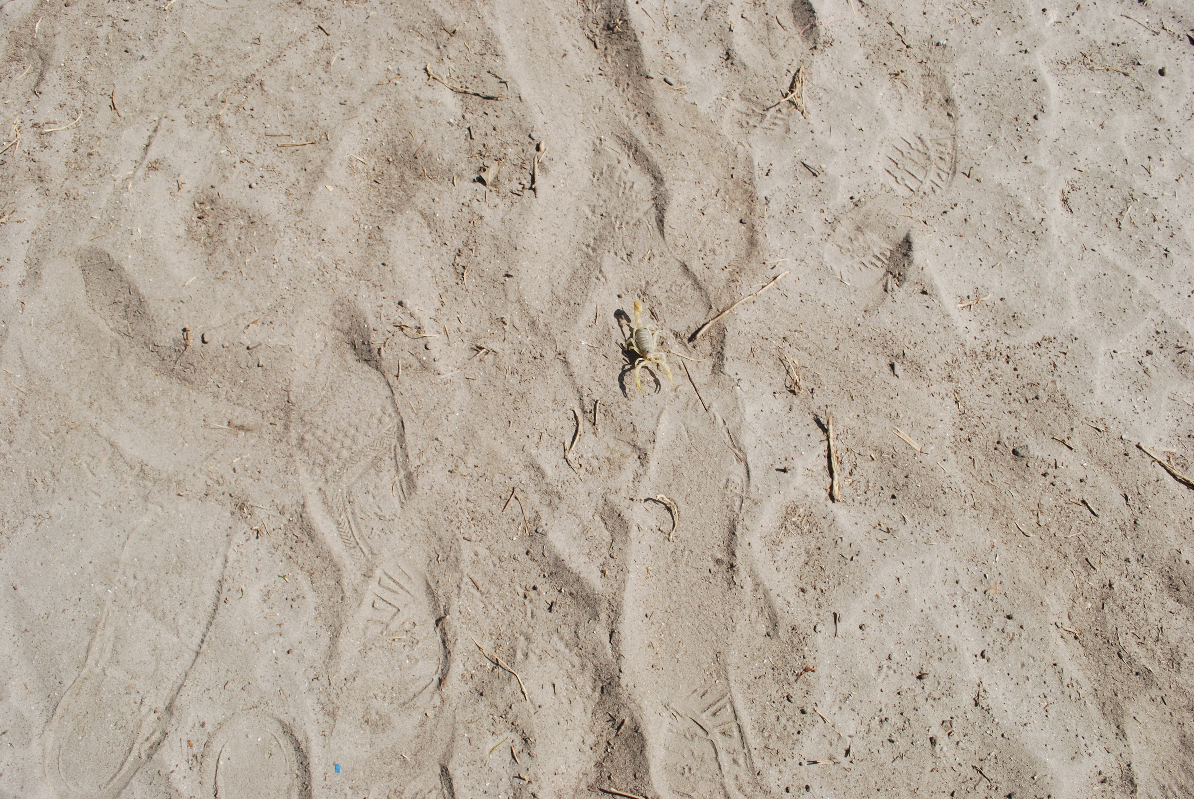 outdoors, desert, arid, shore, 4K, backgrounds, texture, animal, seashore, dunes, nature, background, animal themes, dry, day, pattern, land, island, animal track, HD Wallpaper