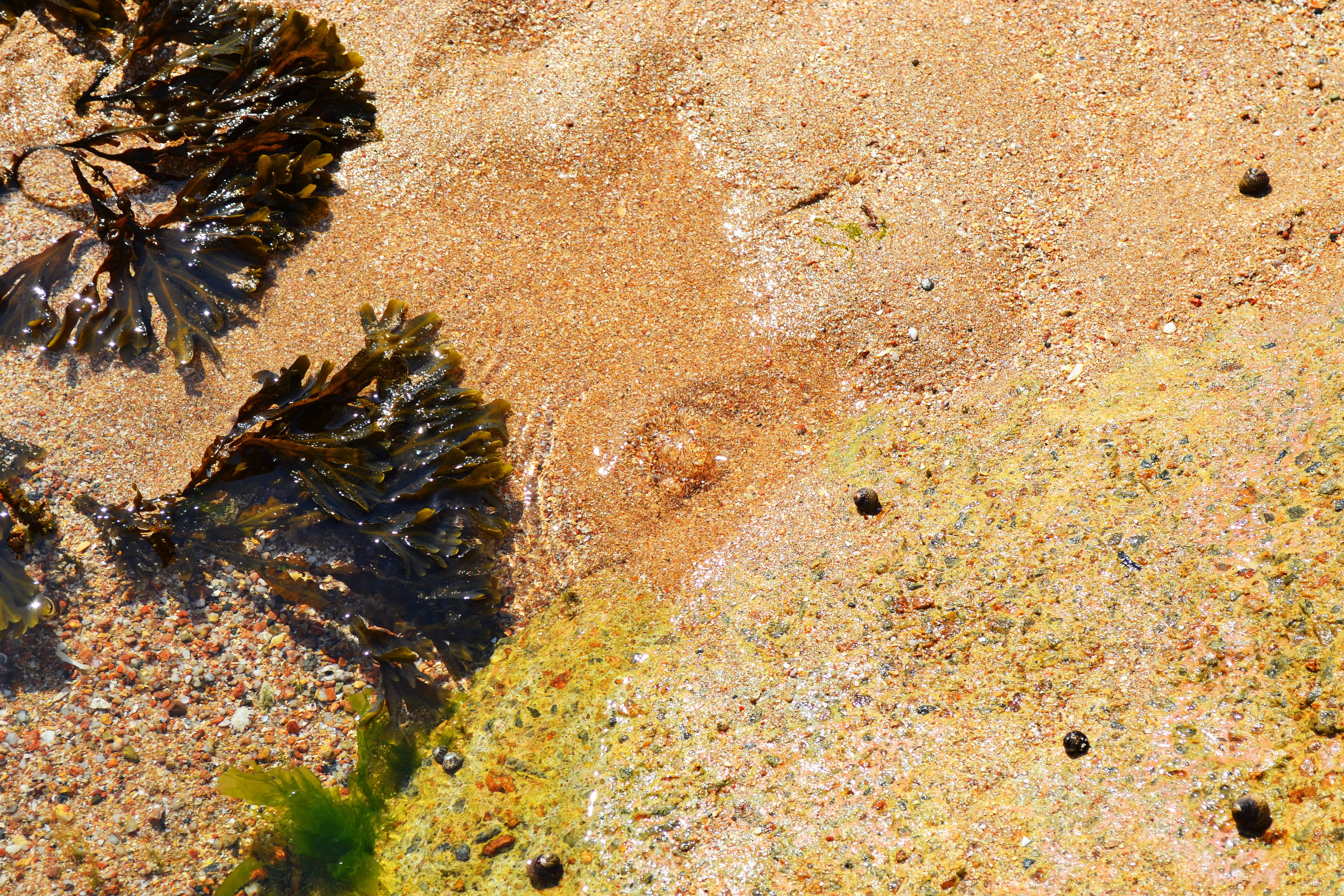 4K, full frame, high angle view, seaweed, detail, day, close-up, lichen, growth, rock - object, no people, plant, rock weed, sunlight, outdoors, land, HD Wallpaper