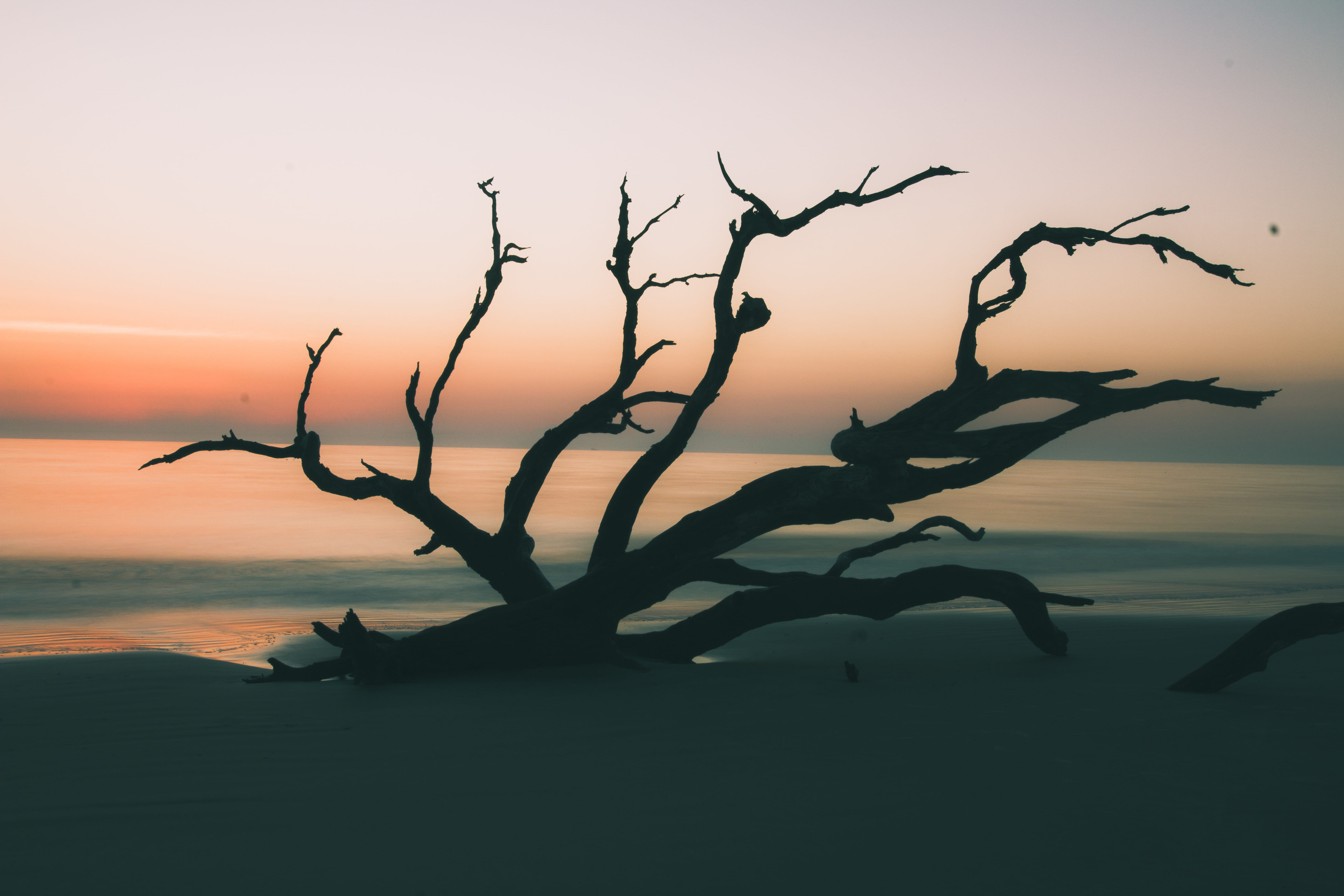 beach, outdoors, bare tree, water, tranquility, driftwood, shadow, dark, dead plant, soft, sunset, shore, land, faded, deep, sea, branch, sky, no people, HD Wallpaper