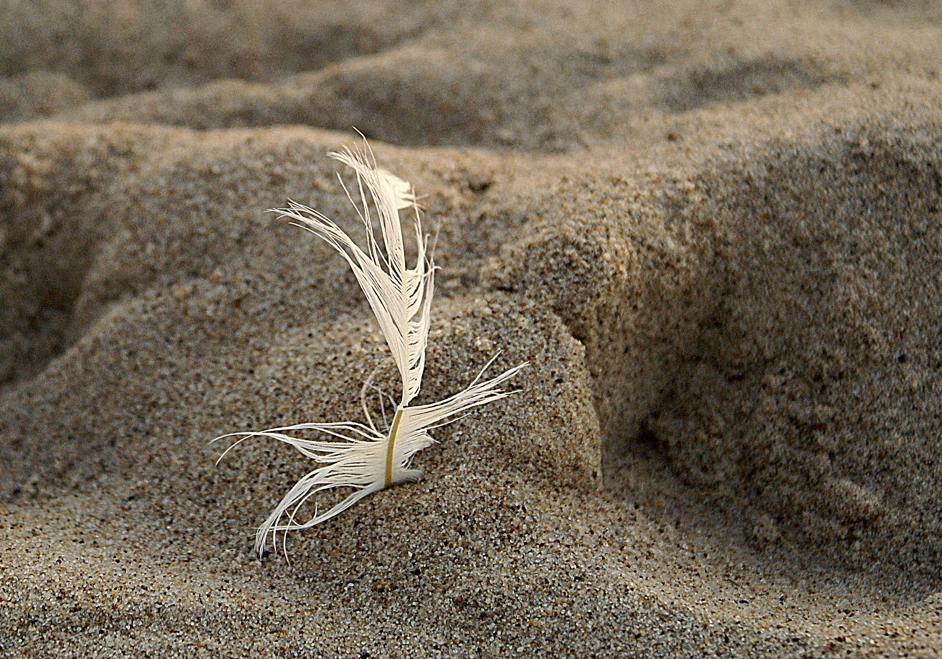 invoice, wet sand, tranquility, softness, day, shape, beach, nature, no people, crop, outdoors, cereal plant, sunlight, sand, grass, imprint, a feather, HD Wallpaper