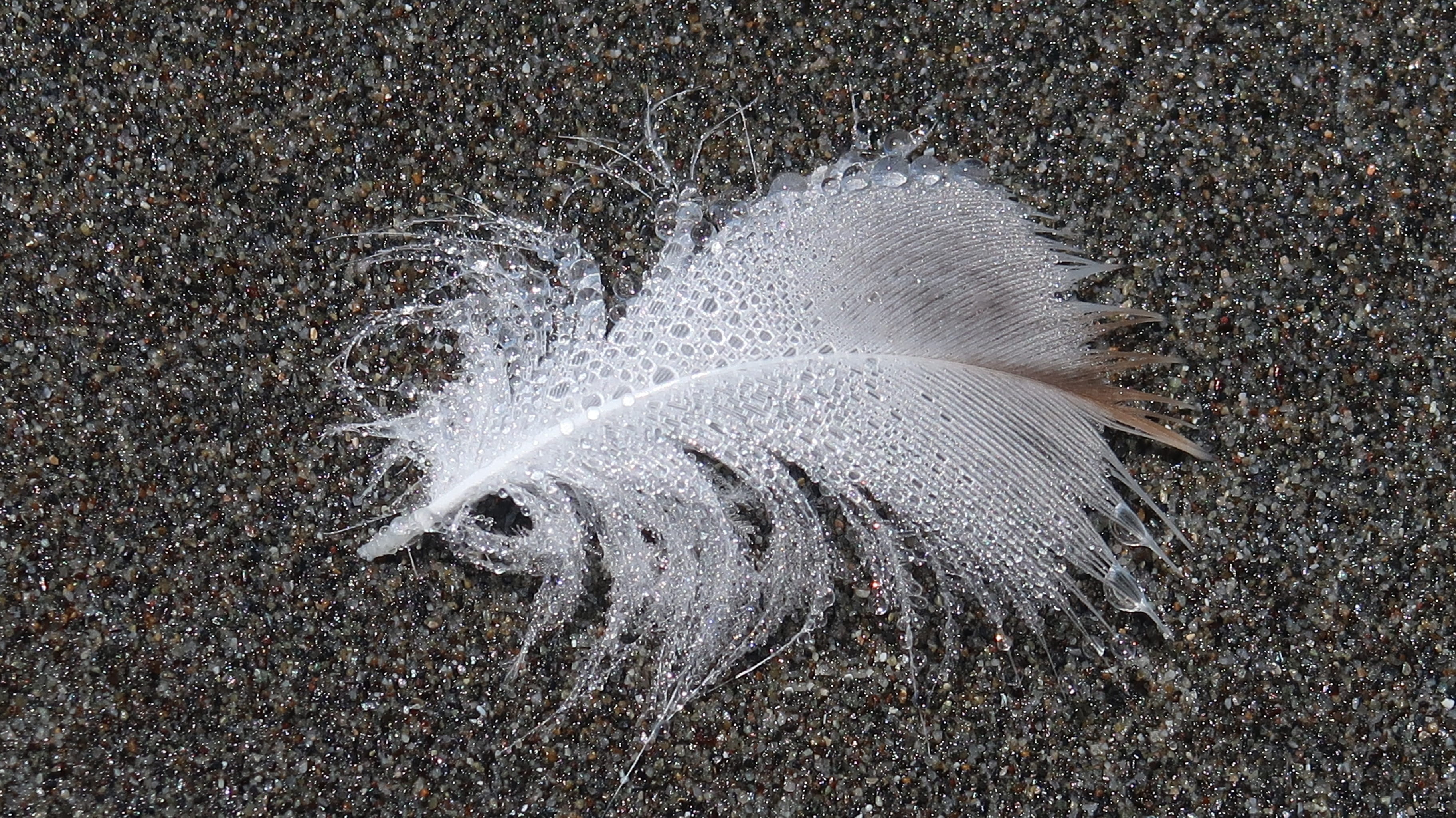 feather, sand, no people, drops, 2K, white color, water drops, motion, sea, land, coast, high angle view, water, day, close-up, outdoors, softness, lightweight, HD Wallpaper