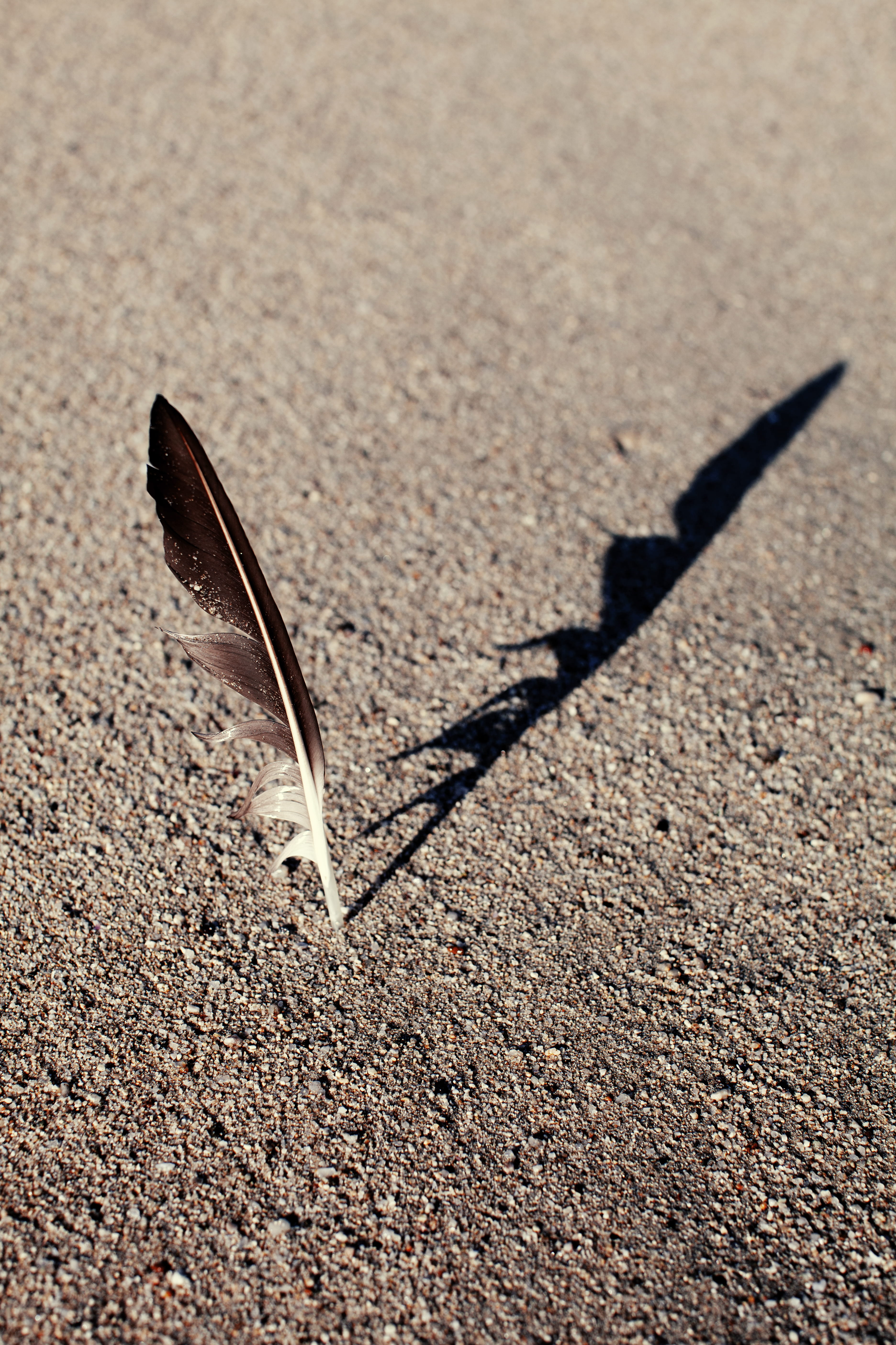 bird, land, vulnerability, outdoors, shadow, no people, focus on foreground, street, day, water, softness, road, lightweight, sand, animal, 5K, animal themes, Phone HD Wallpaper