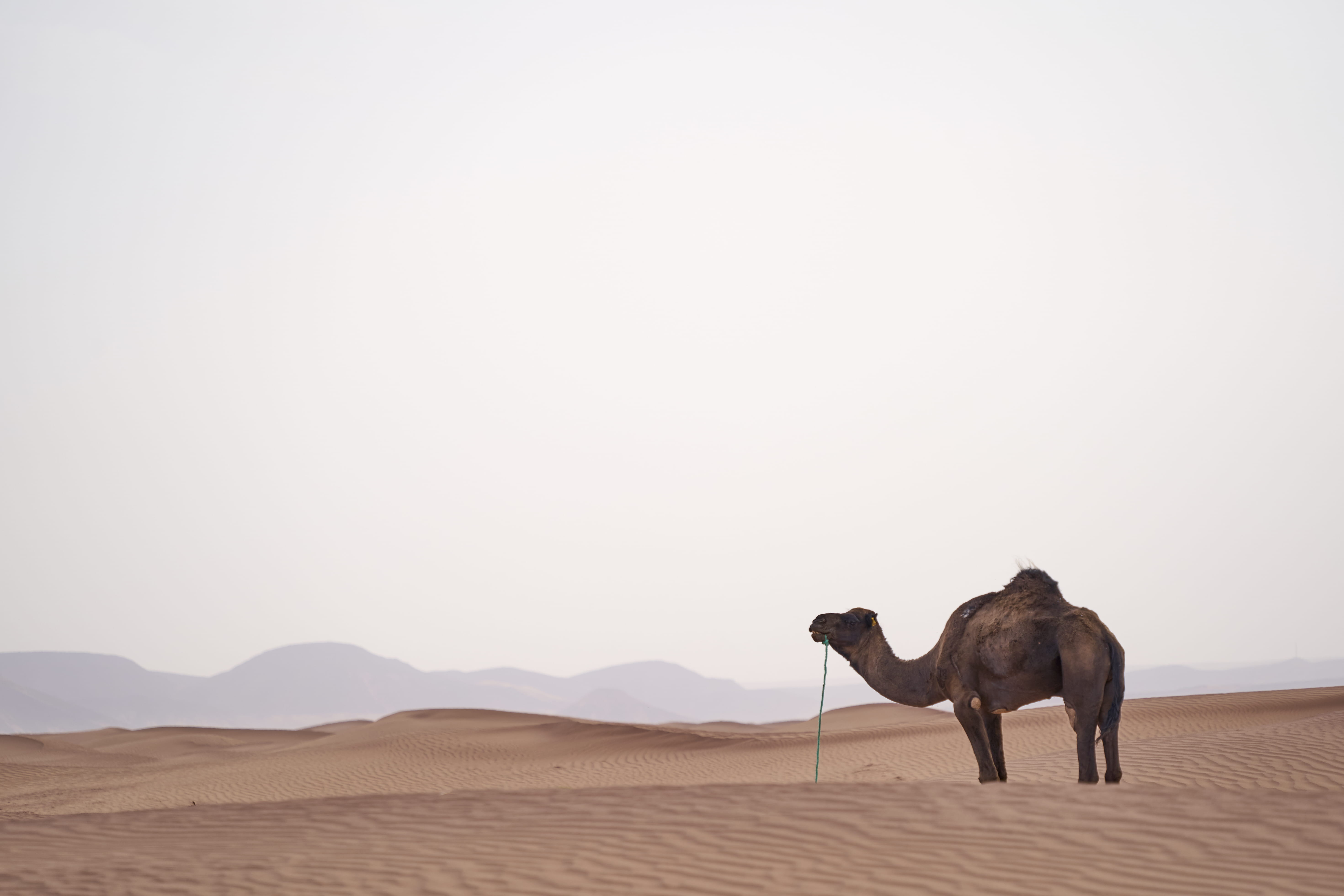  animal themes, animal, daytime, sky, arid climate, copy space, elephant, mammal, climate, landscape, 5K, photography, wildlife, one animal, HD Wallpaper