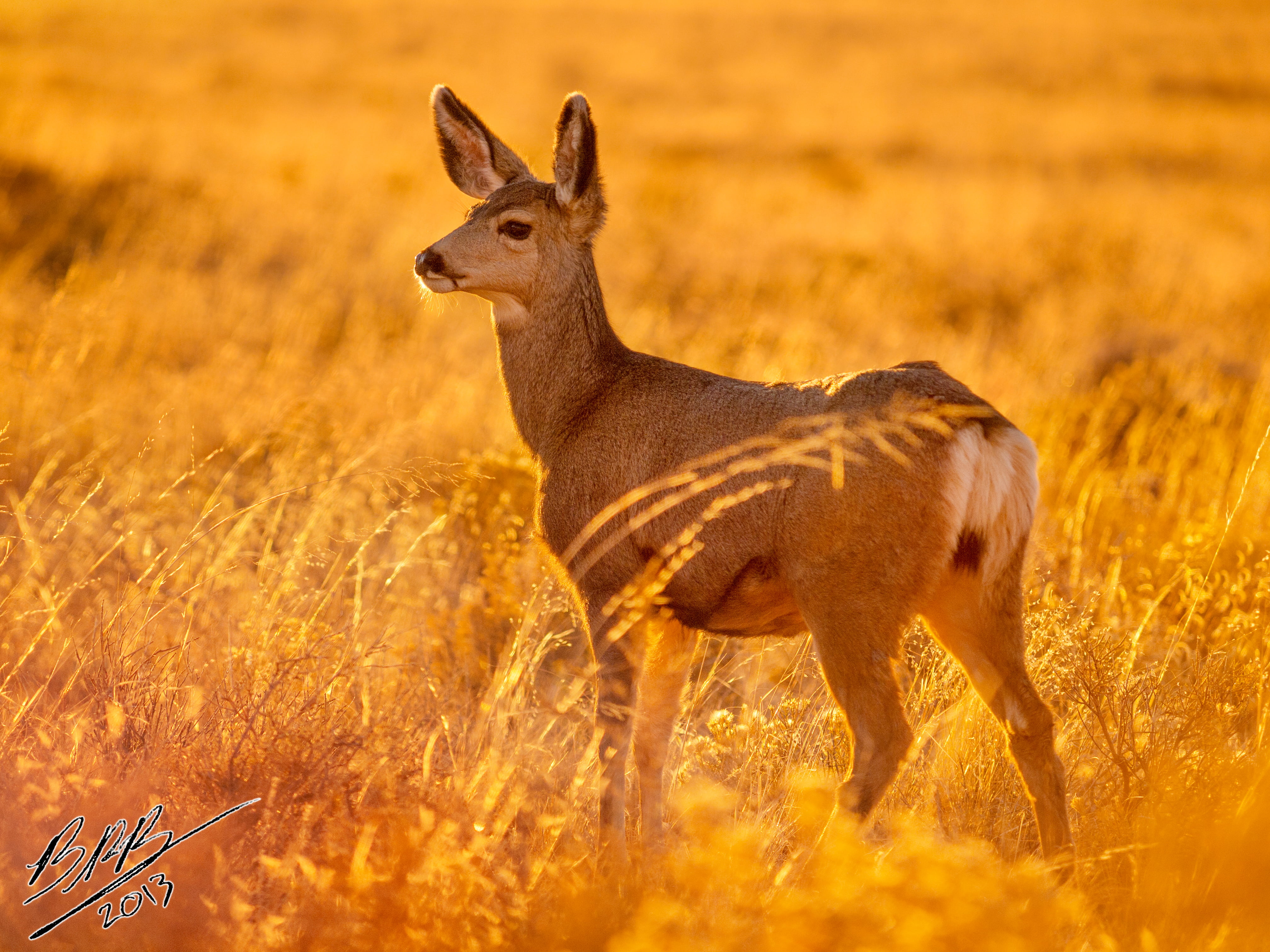 brown, animals In The Wild, great, mammal, sand, animal, safari Animals, outdoors, daytime, wildlife, 4K, nature, deer, forest, dunes, HD Wallpaper