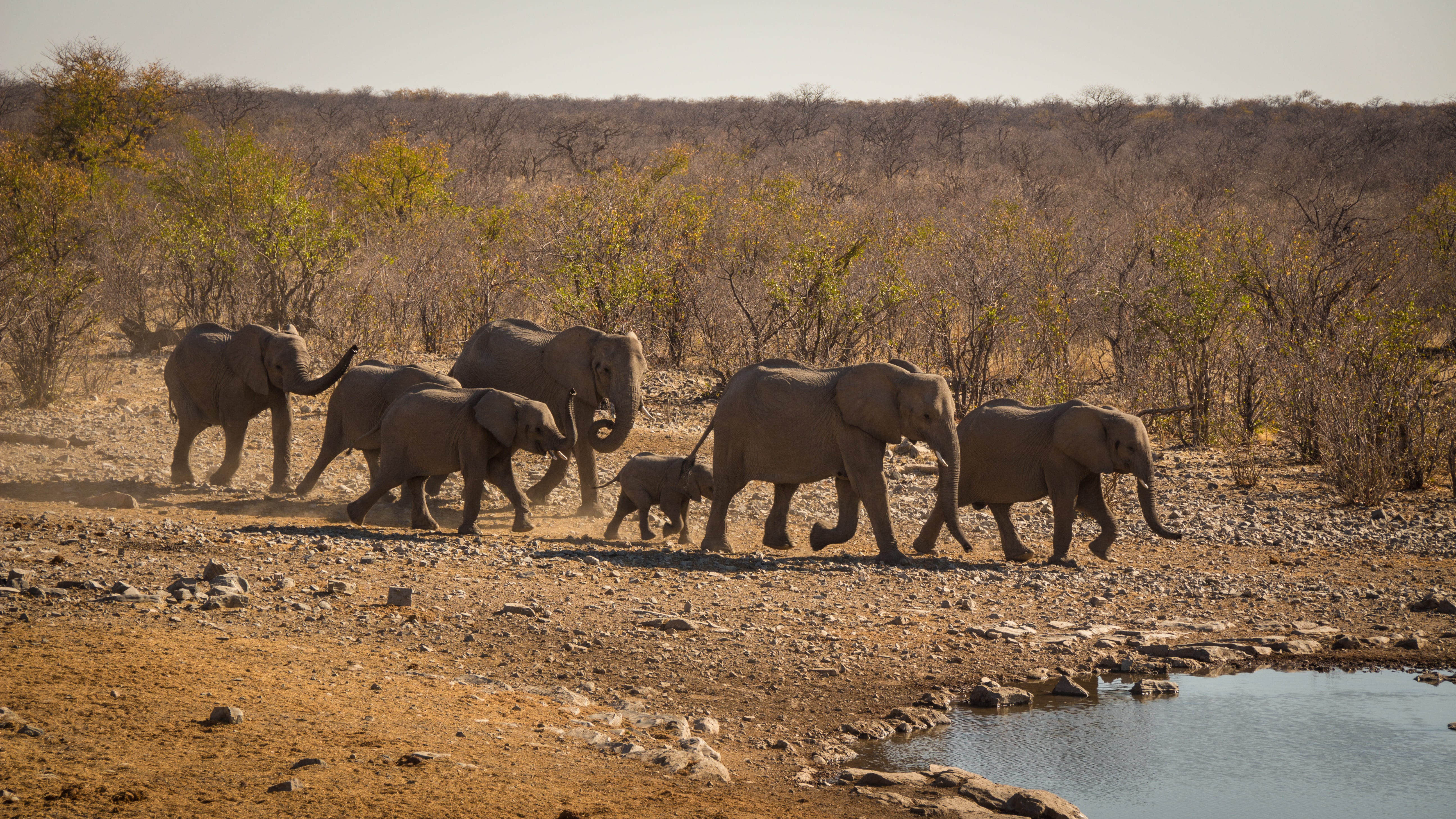 animals in the wild, travel, landscape, etosha, climate, national, day, animal wildlife, 5K, herd, nature, medium group of animals, animal family, elephant, HD Wallpaper