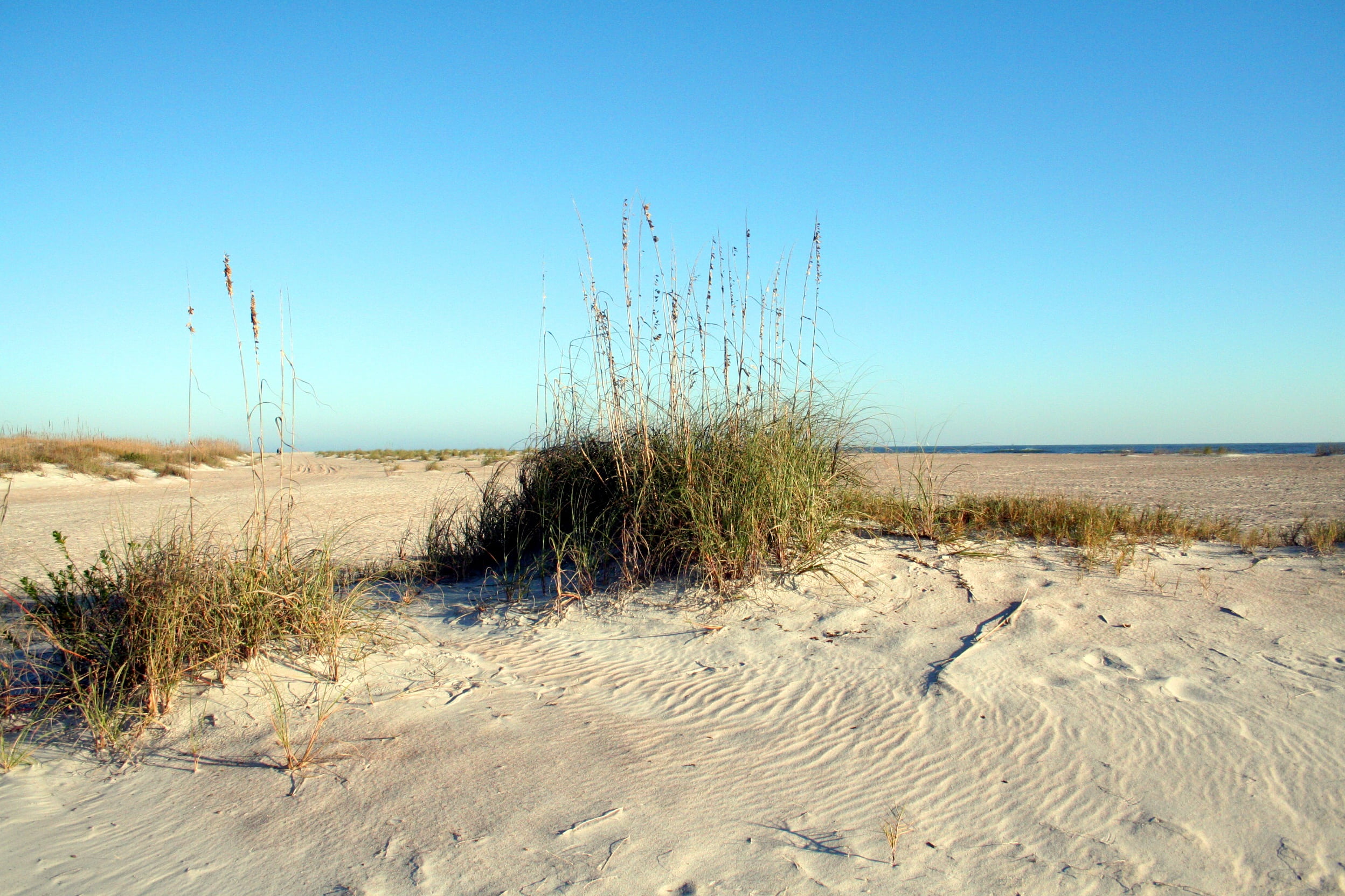 coastal, no people, desert, beach, plant, land, sand, ocean, sky, florida, clear sky, sand Dune, scenics - nature, water, tranquility, horizon, nature, HD Wallpaper