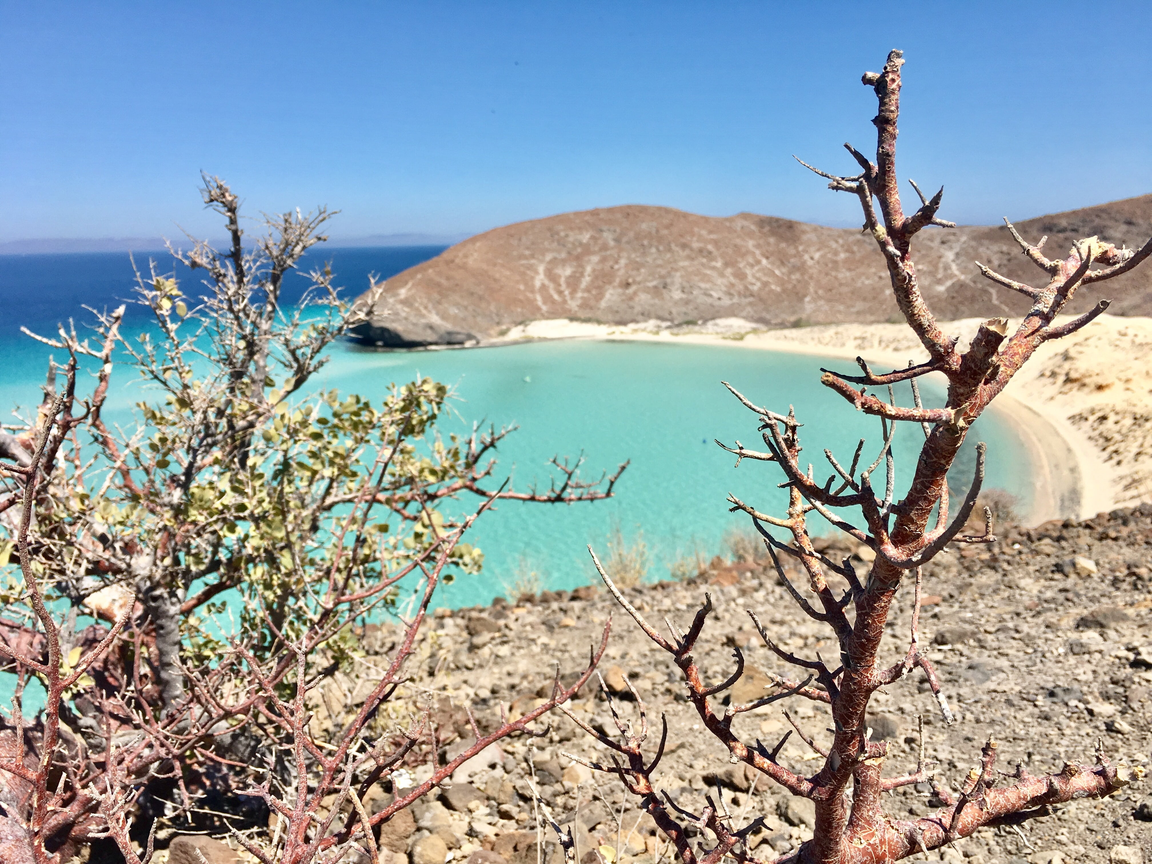 bare tree, nature, dry, clear sky, mexico, dead plant, beauty in nature, peace, coastal landscape, calm, rock - object, outdoors, land, tranquility, tree, HD Wallpaper