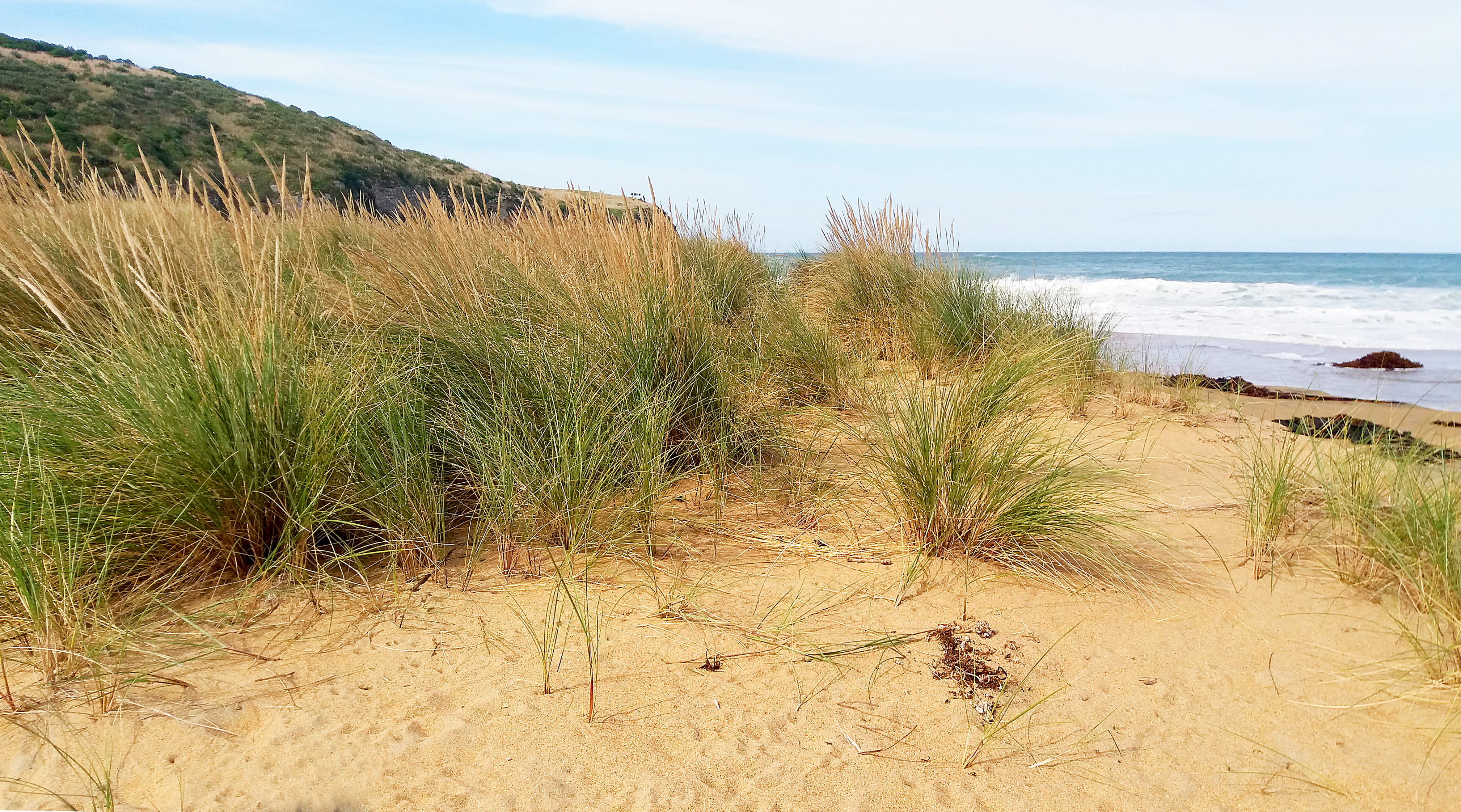 no people, beauty in nature, new zealand, sandhill, growth, grasses, footprints, sand, scenics - nature, sky, day, outdoors, coast, grass, beach, unspoiled, HD Wallpaper