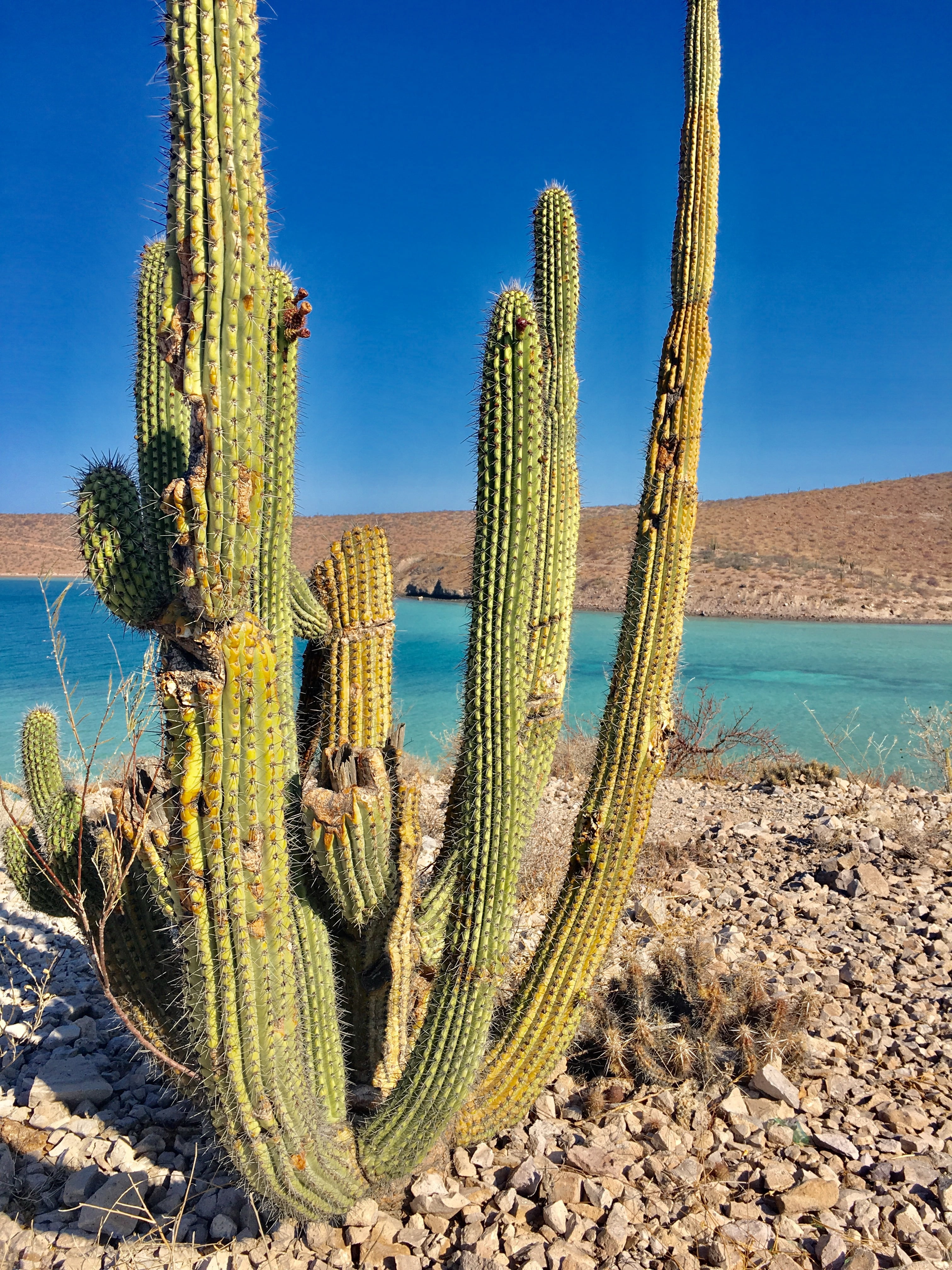 saguaro cactus, climate, nature, ocean, outdoors, spina, coastal landscape, land, sea, day, cactus, water, desert, peace, succulent plant, sunlight, ecosystem, Phone HD Wallpaper