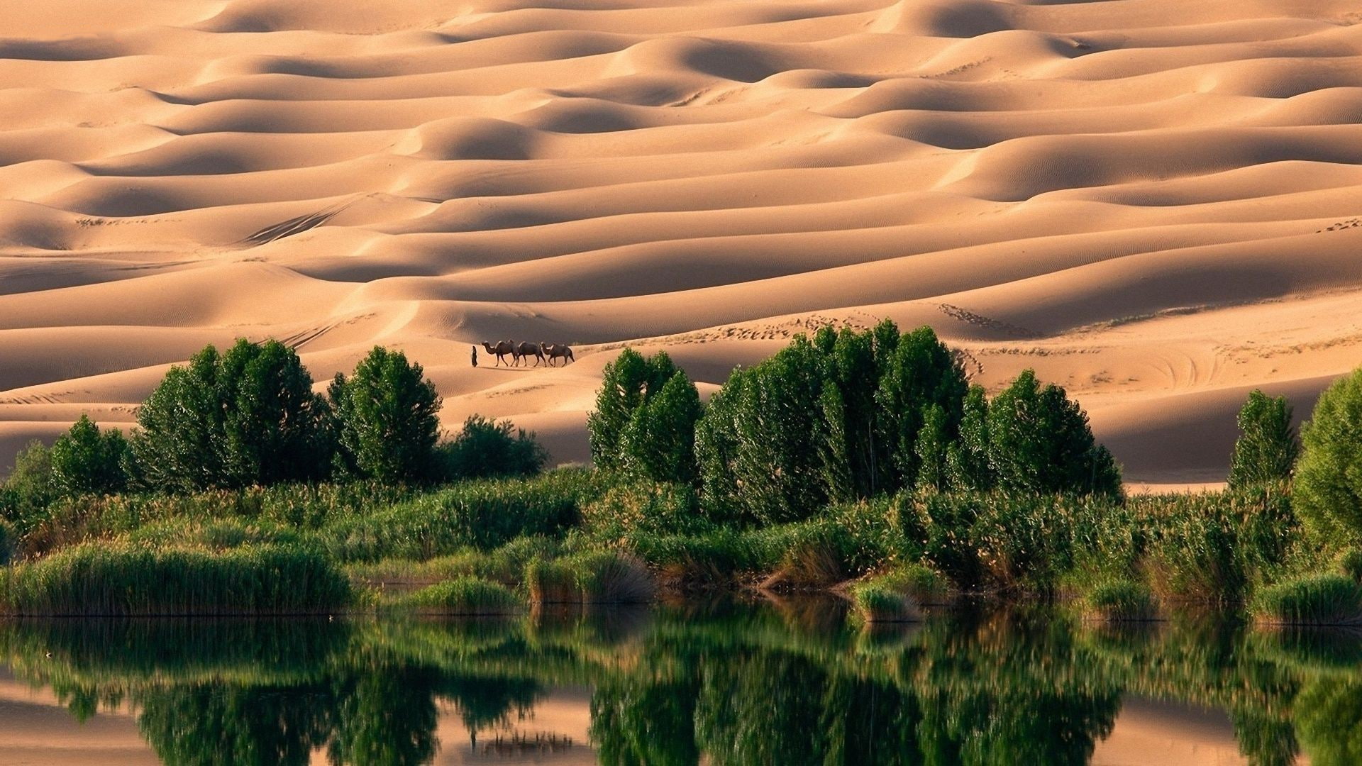 Dune, reflection, plant, nature, beauty in nature, water, landscape, Oases, Desert, growth, non-urban scene, sky, lake, land, 1080P, tranquil scene, no people, HD Wallpaper