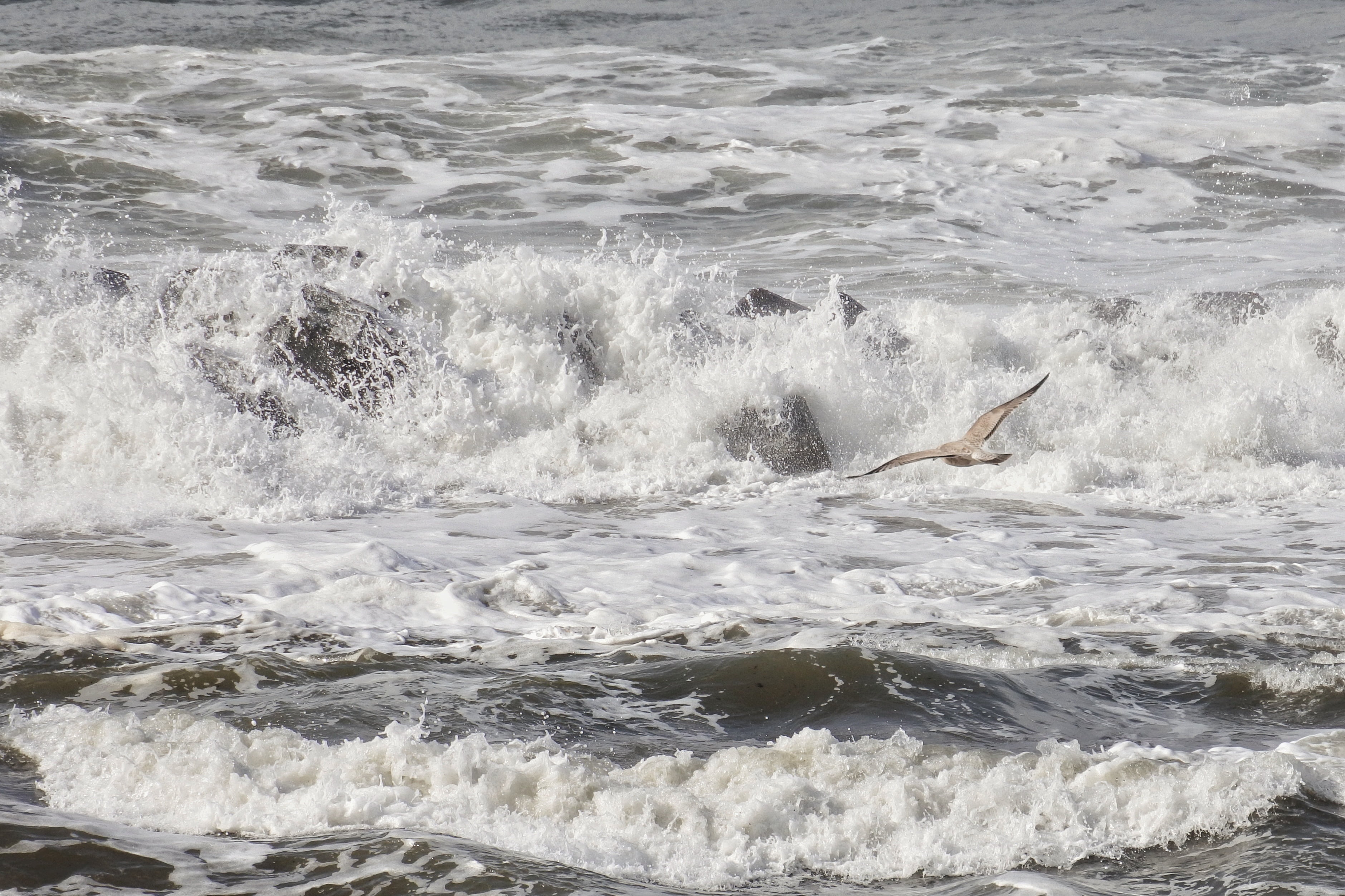 splashing, power in nature, aquatic sport, waterfront, flight, riptide, sea gull, japan sea, beauty in nature, one animal, seagull, animals in the wild, HD Wallpaper