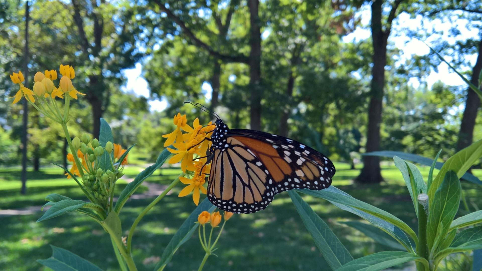 green color, day, beauty in nature, outdoors, animal themes, animal wing, park, clayton, flower, animal, monarch butterfly, summer, 1080P, invertebrate, HD Wallpaper