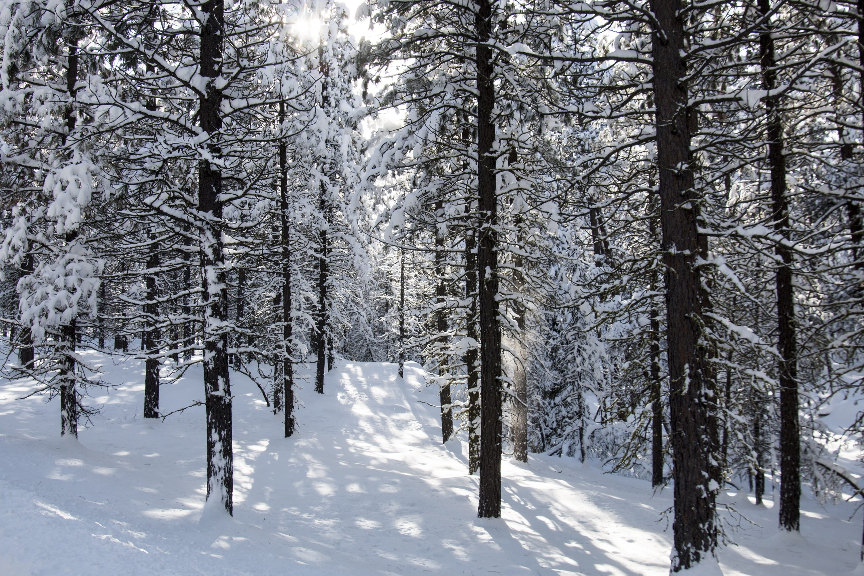 usa, landscape, snow, outdoors, nature, beauty in nature, sun, scenics - nature, plant, scenic, no people, land, environment, trees, non-urban scene, scene, HD Wallpaper