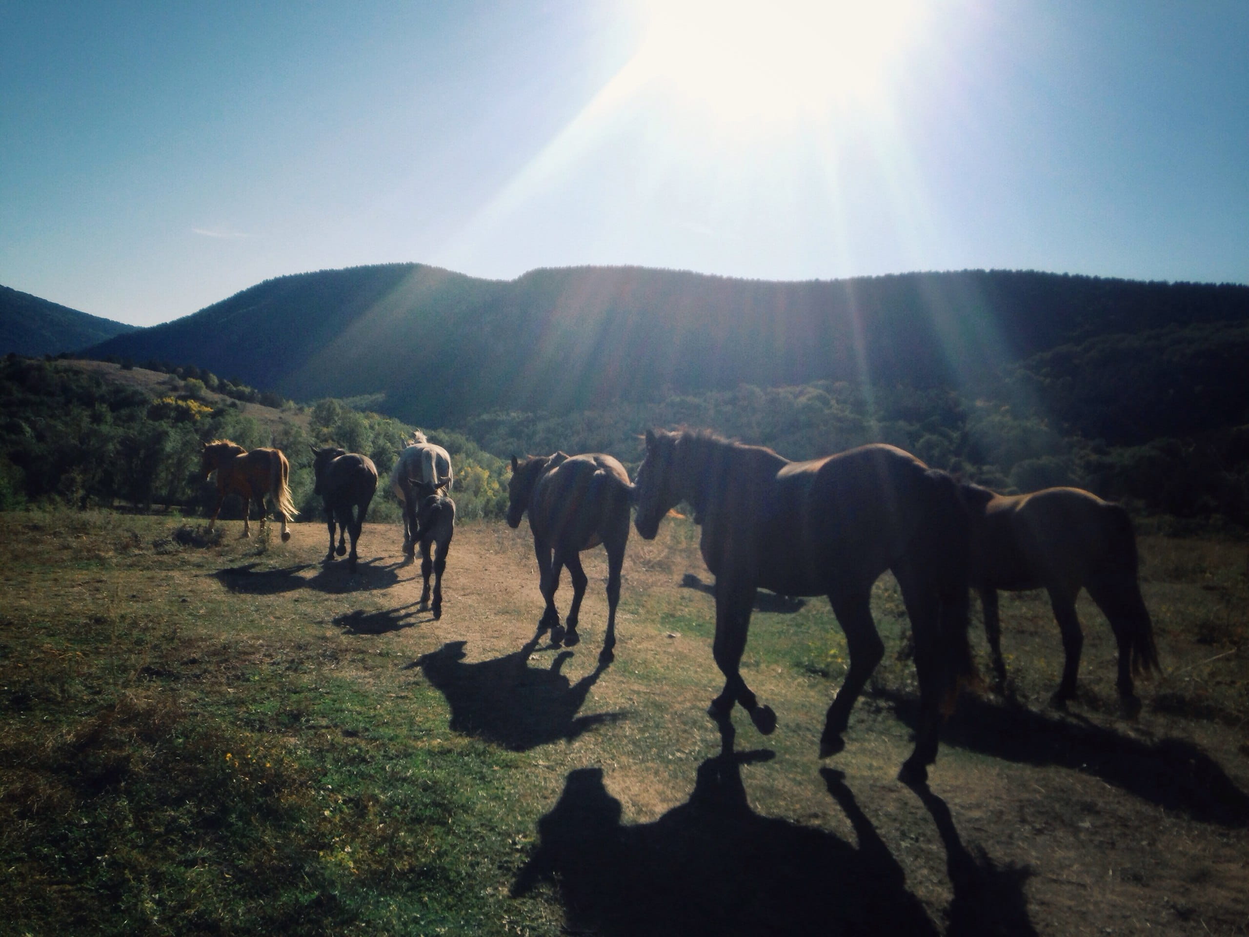 sky, horse, лошади, field, animal wildlife, 2K, landscape, bright, lake, domestic animals, горы, trees, livestock, crimea, nature, lens flare, sun, mountain, HD Wallpaper