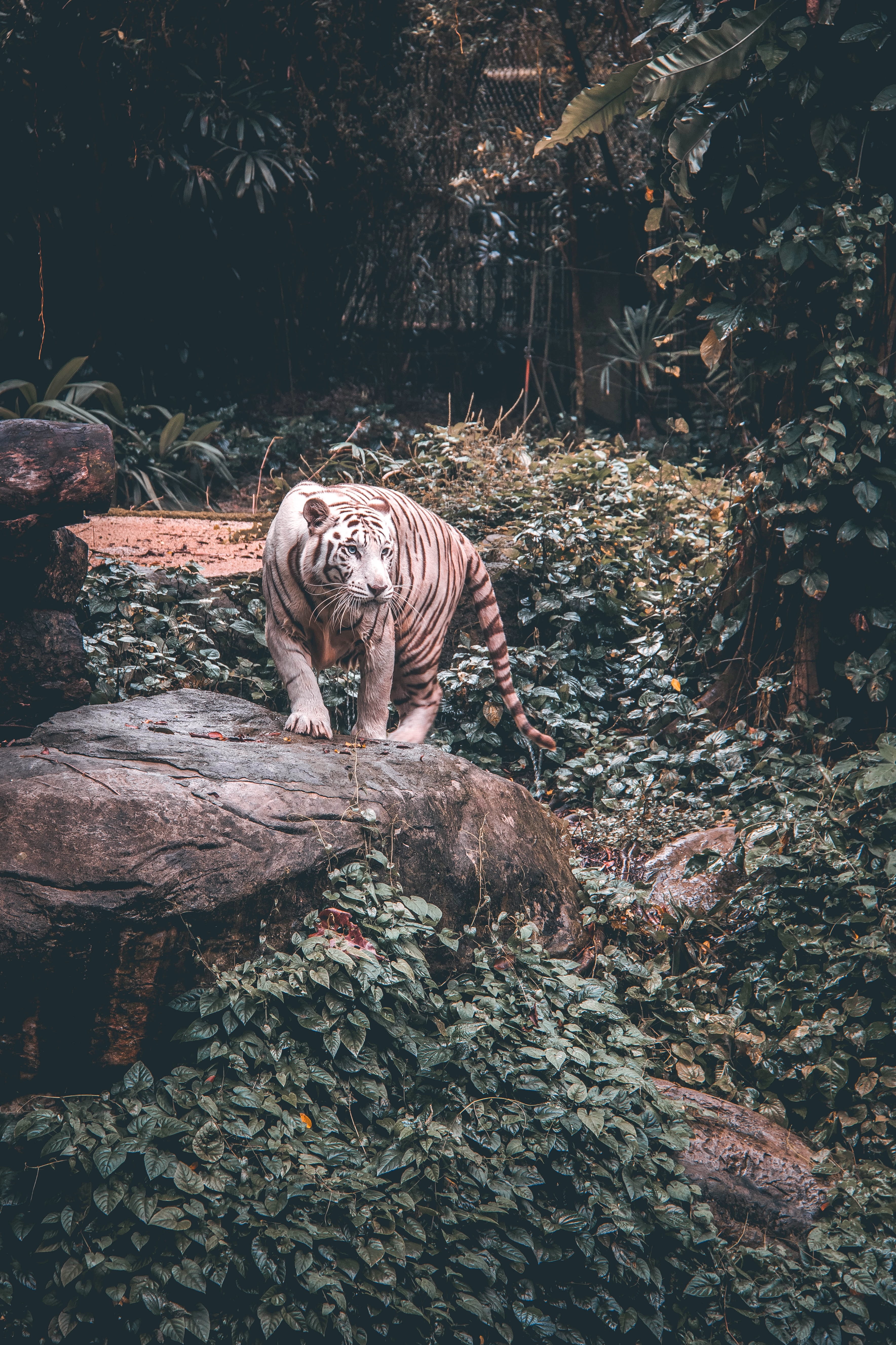 animal wildlife, wild, forest, land, mammal, zoo, tone, outdoors, animals in the wild, carnivora, rocks, no people, trees, tree, wildlife, vertebrate, standing, Phone HD Wallpaper