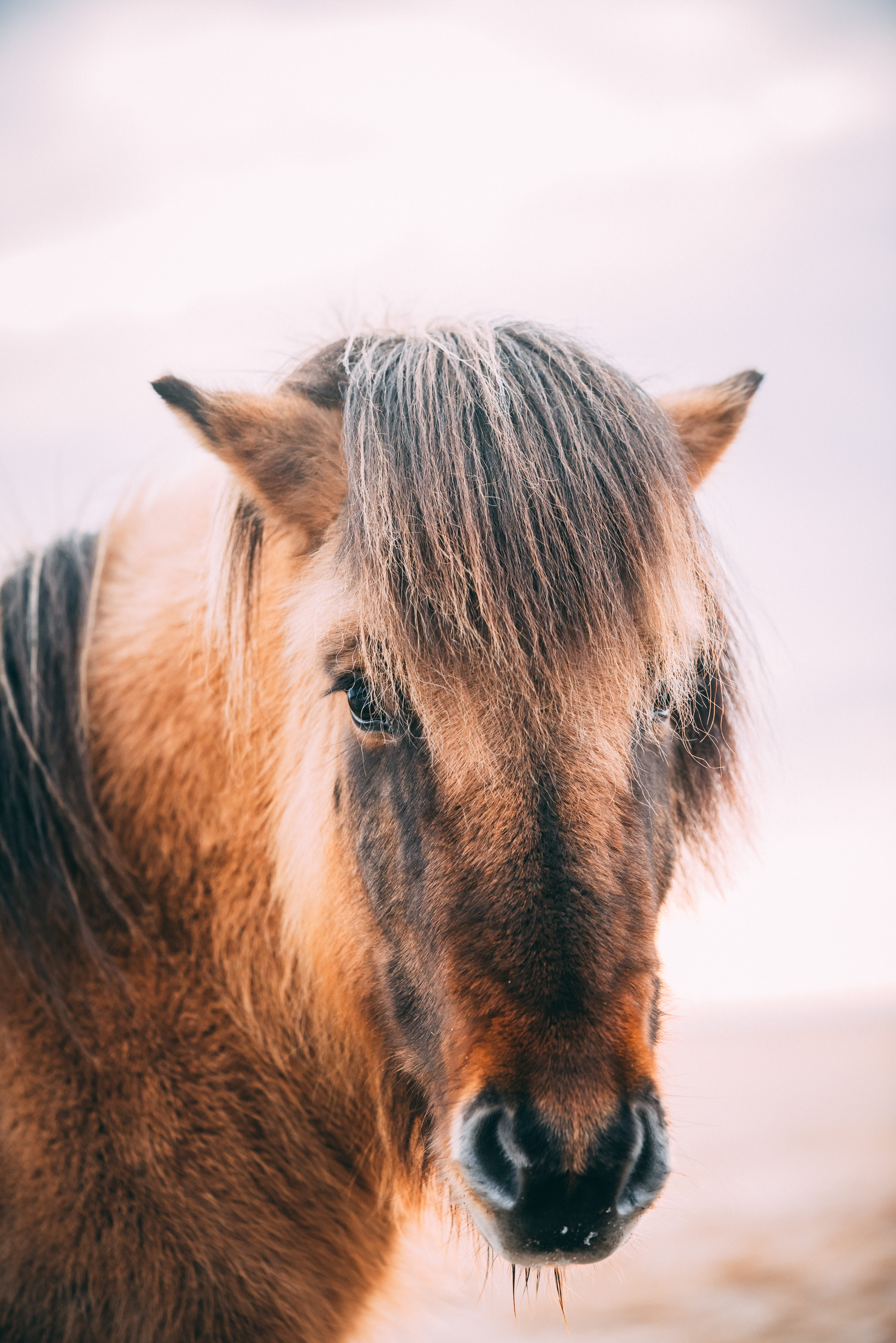 outdoors, domestic animals, 5K, mane, nature, mammal, fur, colt horse, snout, animal themes, brown, no people, vertebrate, pony, one animal, focus on foreground, Phone HD Wallpaper