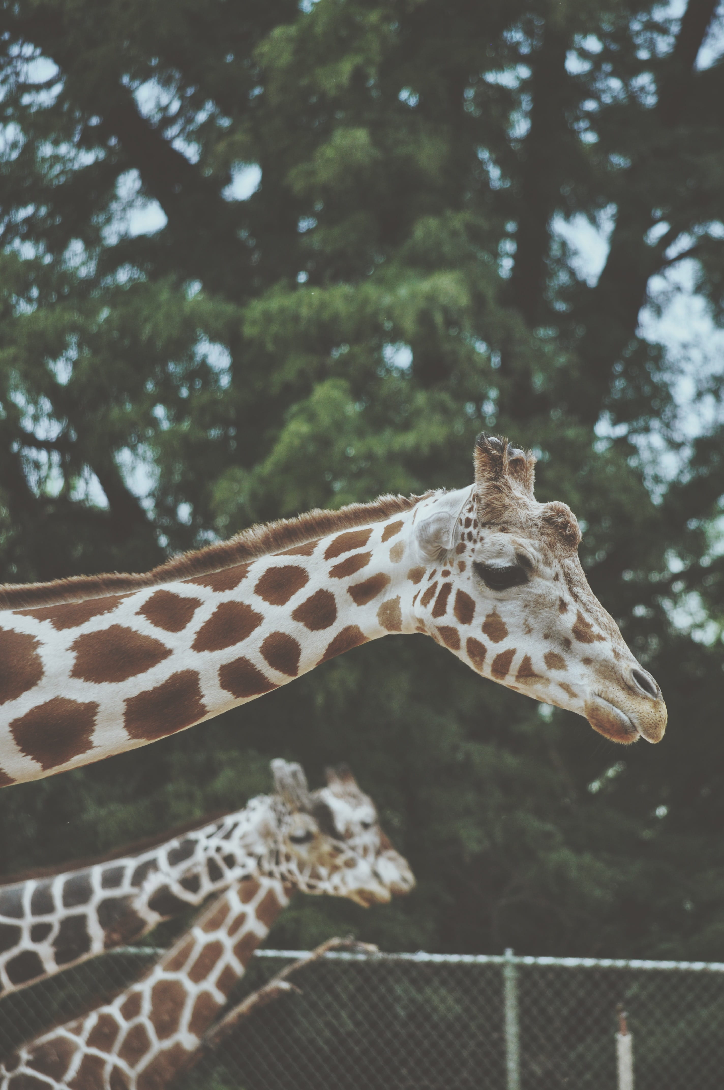 wildlife, plant, adventure, accipiter, natgeo, cliff, pattern, safari, nature, bird, giraffe, outdoors, natural pattern, animals in the wild, animal neck, Phone HD Wallpaper