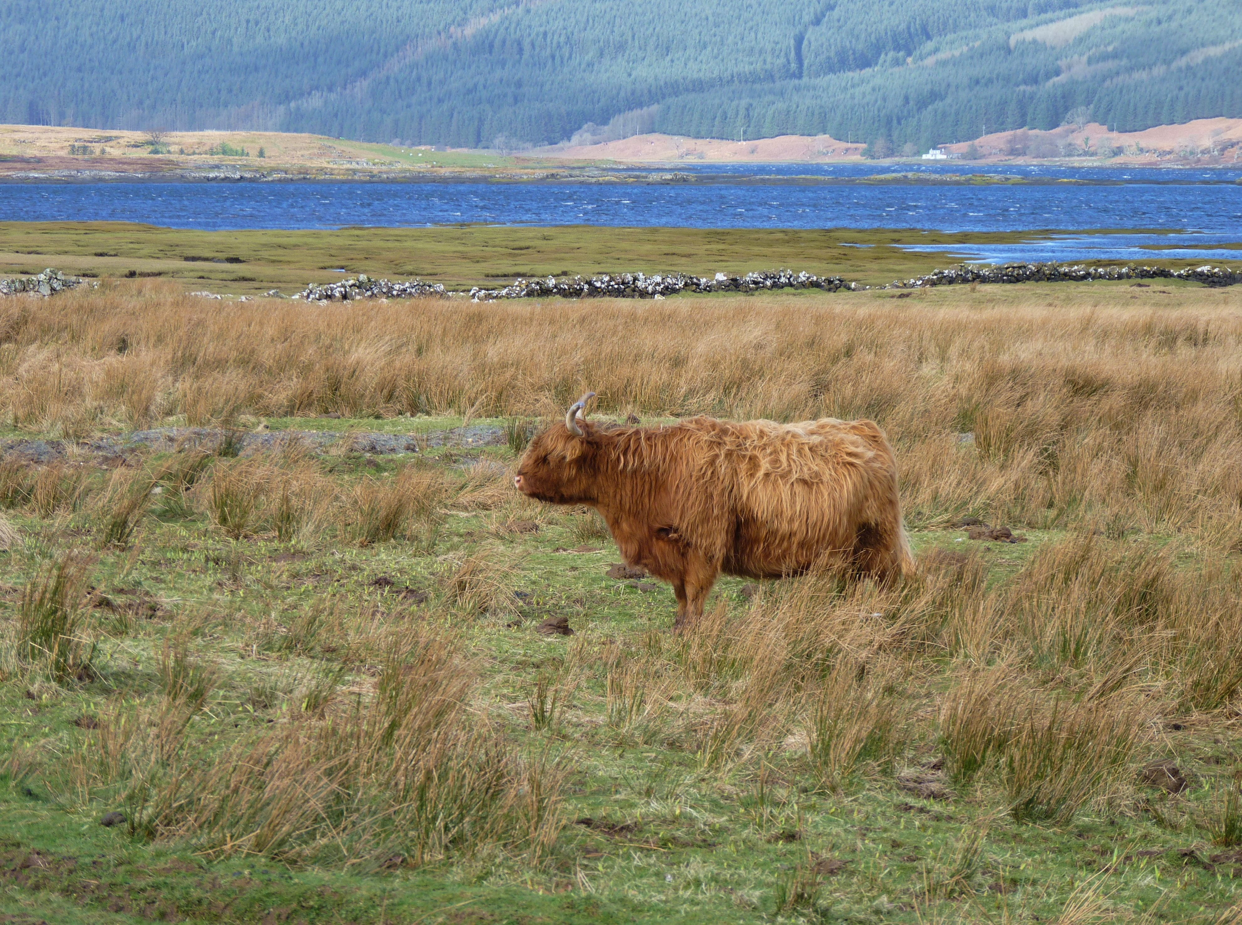 animals in the wild, scenics, 4K, beauty in nature, domestic, agriculture, rural Scene, Beef, horned, animals And Pets, sheep, scenics - nature, scottish hochlandrind, HD Wallpaper