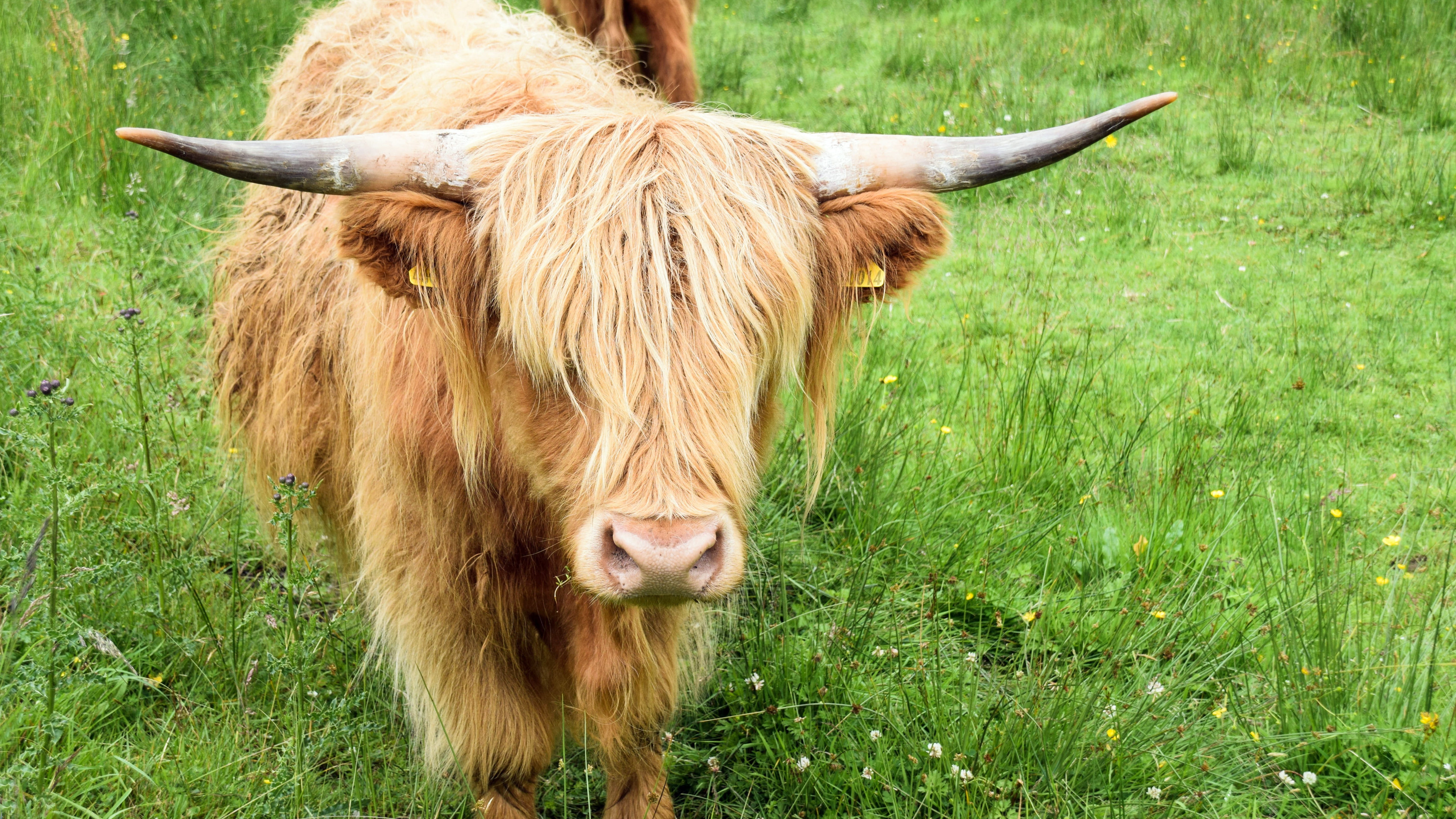 highlands and islands, field, highland cattle, long haired, herbivorous, no people, 5K, land, pasture, pets, national park, highland beef, cow, outdoors, HD Wallpaper