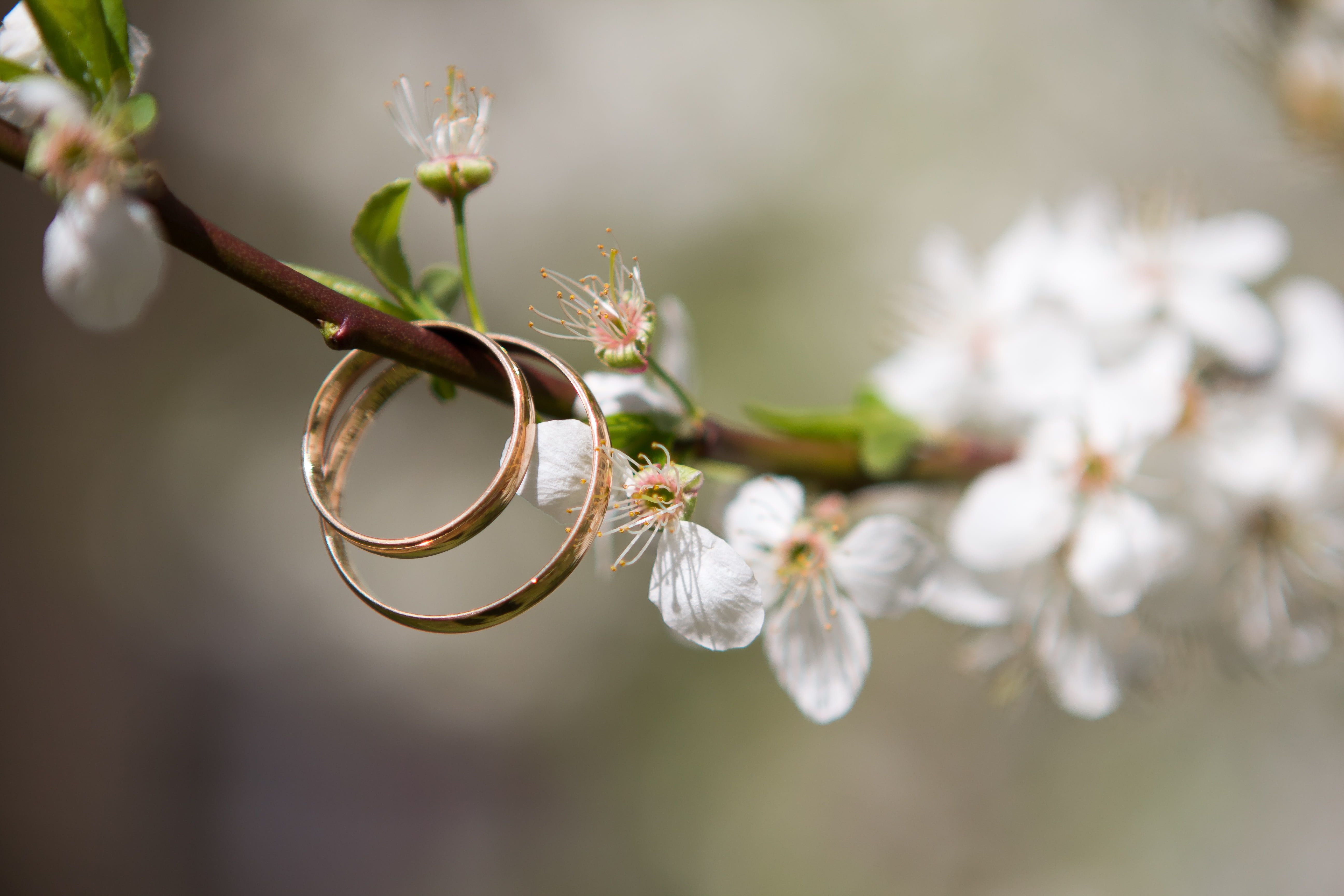 beauty in nature, twig, the branch of a tree, selective focus, bloom, flower, jewelry, plant, photography, close-up, 5K, selective, nature, focus on foreground, HD Wallpaper