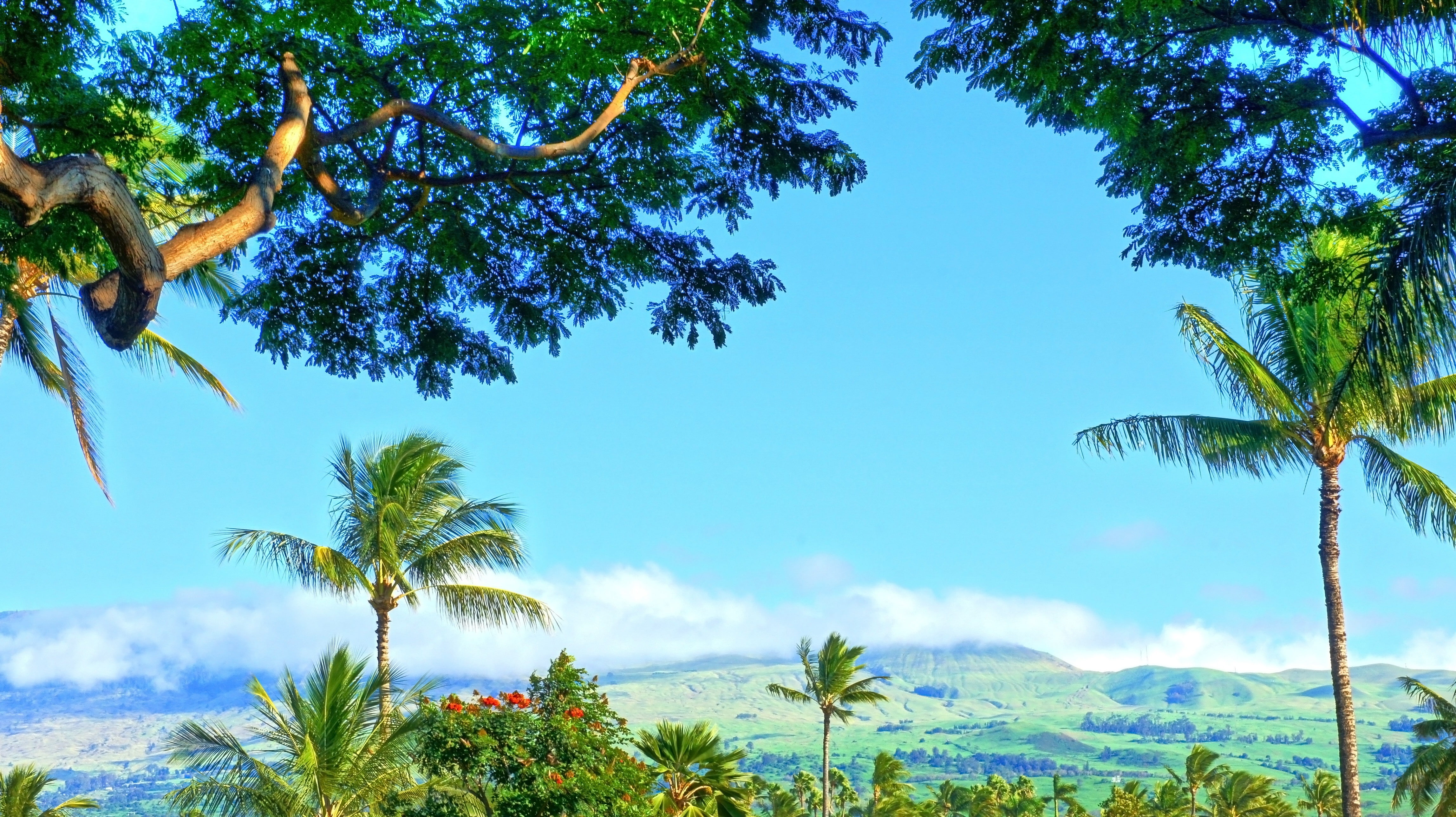 outdoors, nature, tree, 4K, sky, palm tree, tranquil scene, idyllic, tranquility, beauty in nature, water, no people, palm leaf, scenics - nature, tropical tree, HD Wallpaper