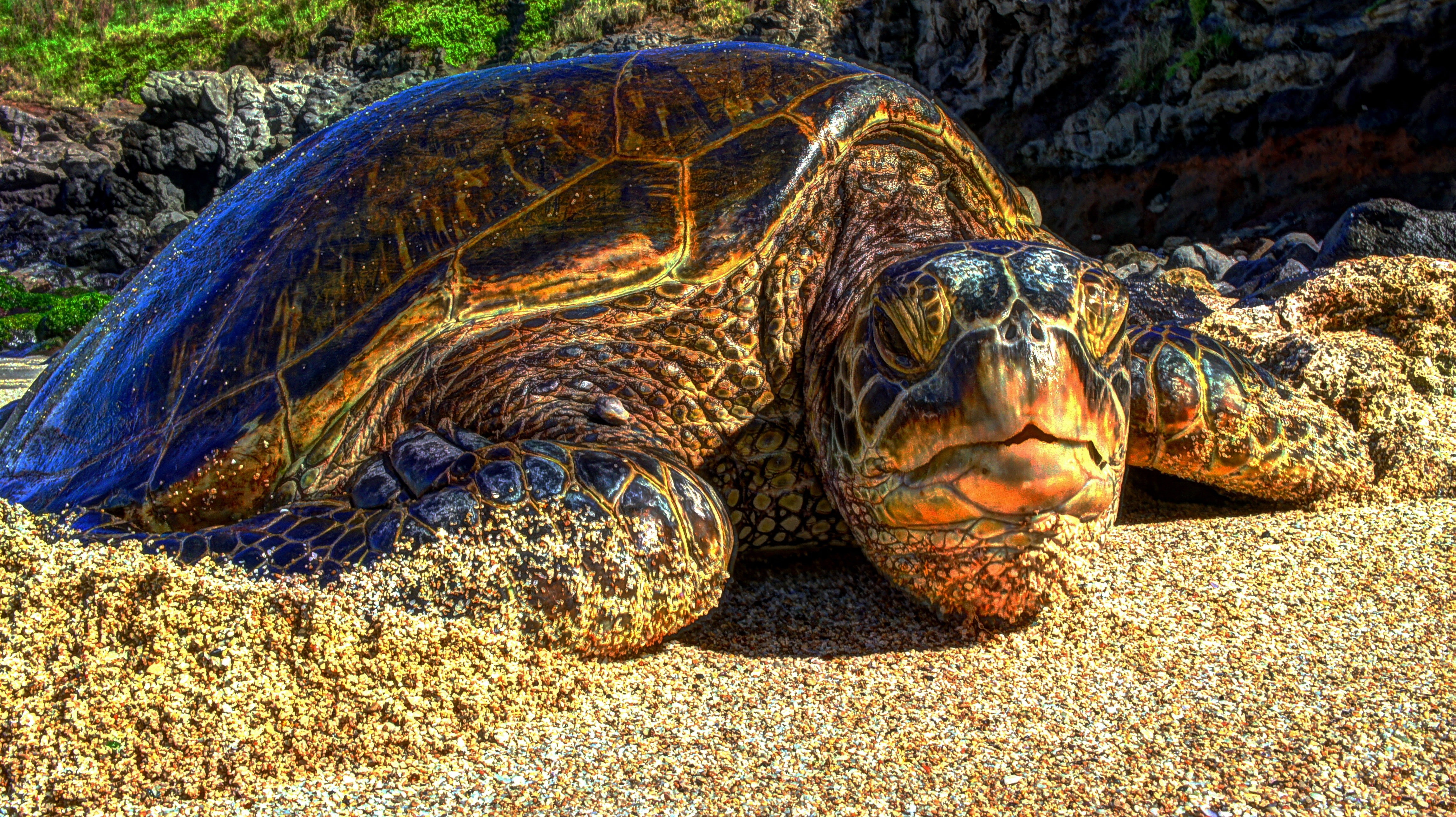 Hawaii, beach, Maui, turtle, Isle of Maui, 4K, HD Wallpaper