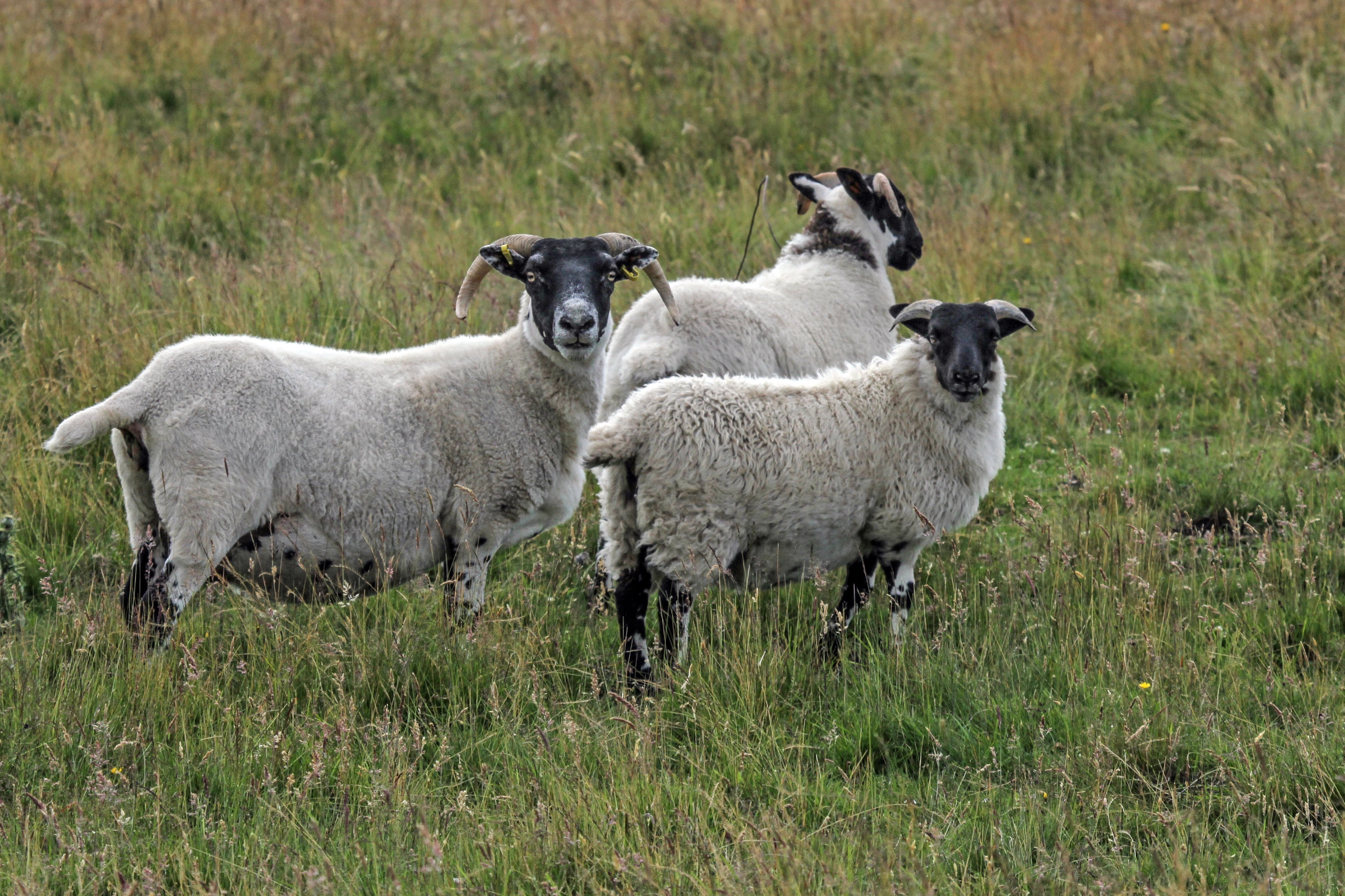 outdoors, domestic, animal, plant, animal family, 4K, scottish blackface, young animal, highlands and islands, pets, vertebrate, united kingdom, livestock, HD Wallpaper