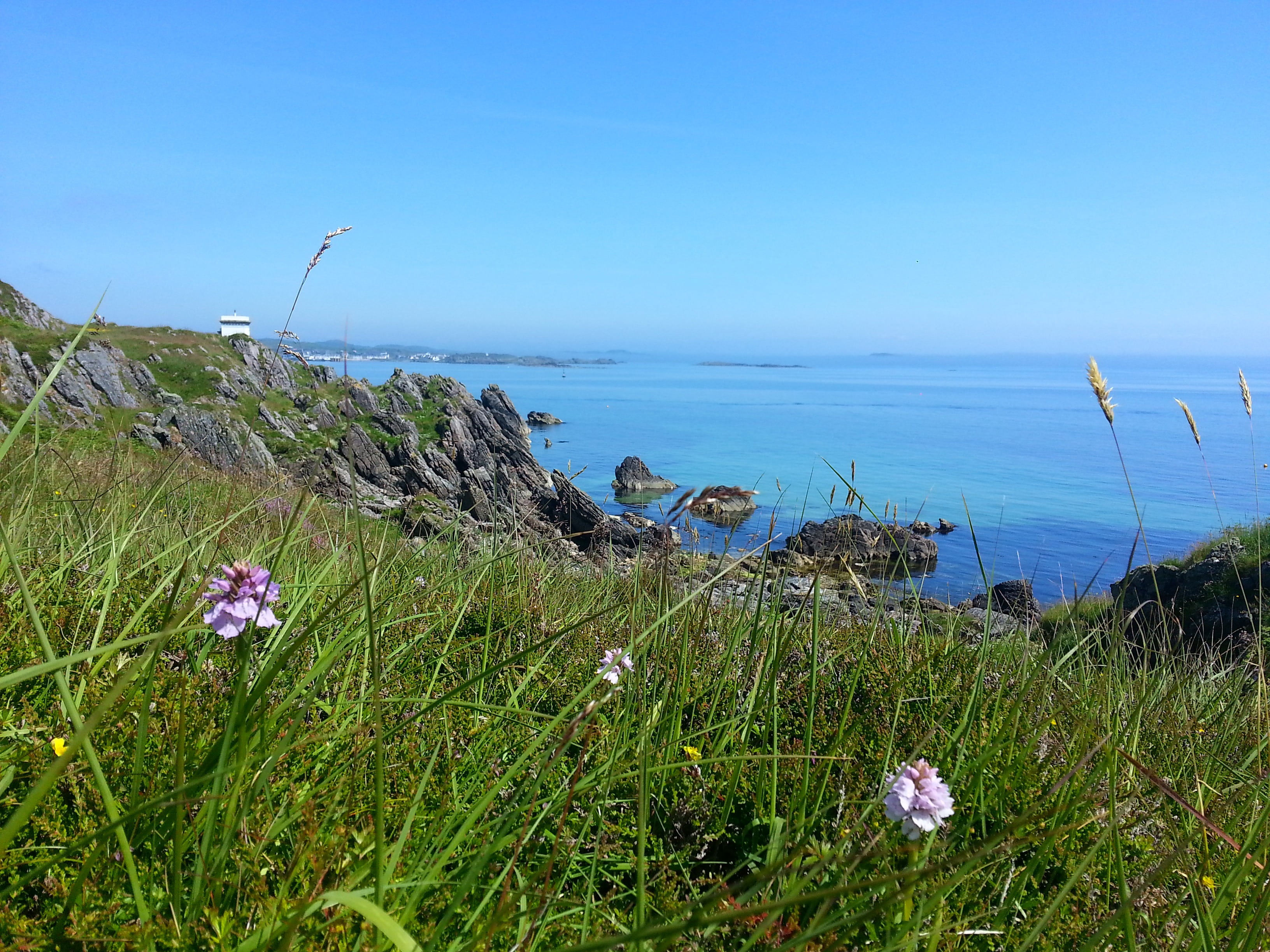 flower, sea, growth, landscape, horizon over water, plant, flowering plant, tranquil scene, 2K, blue, scottish, tranquility, water, beautiful, horizon, HD Wallpaper