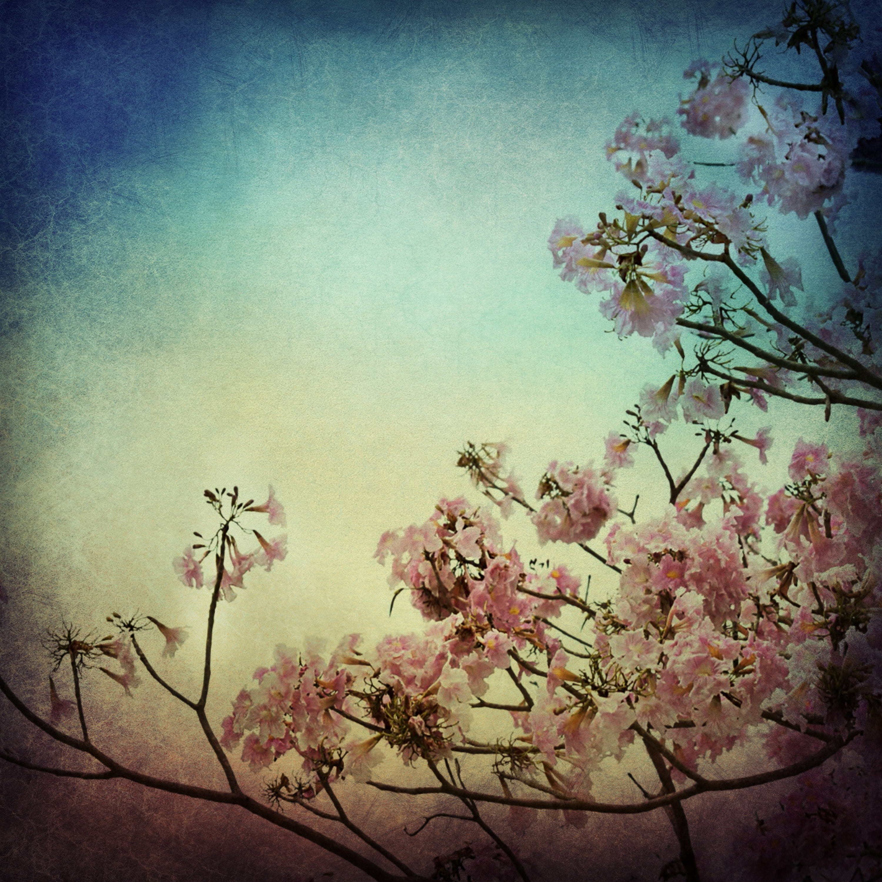 background, botany, tranquility, painting, growth, art, branch, nature, day, flora, no people, fragility, garden, springtime, blossom, pink, frühlingsblüher, Phone HD Wallpaper