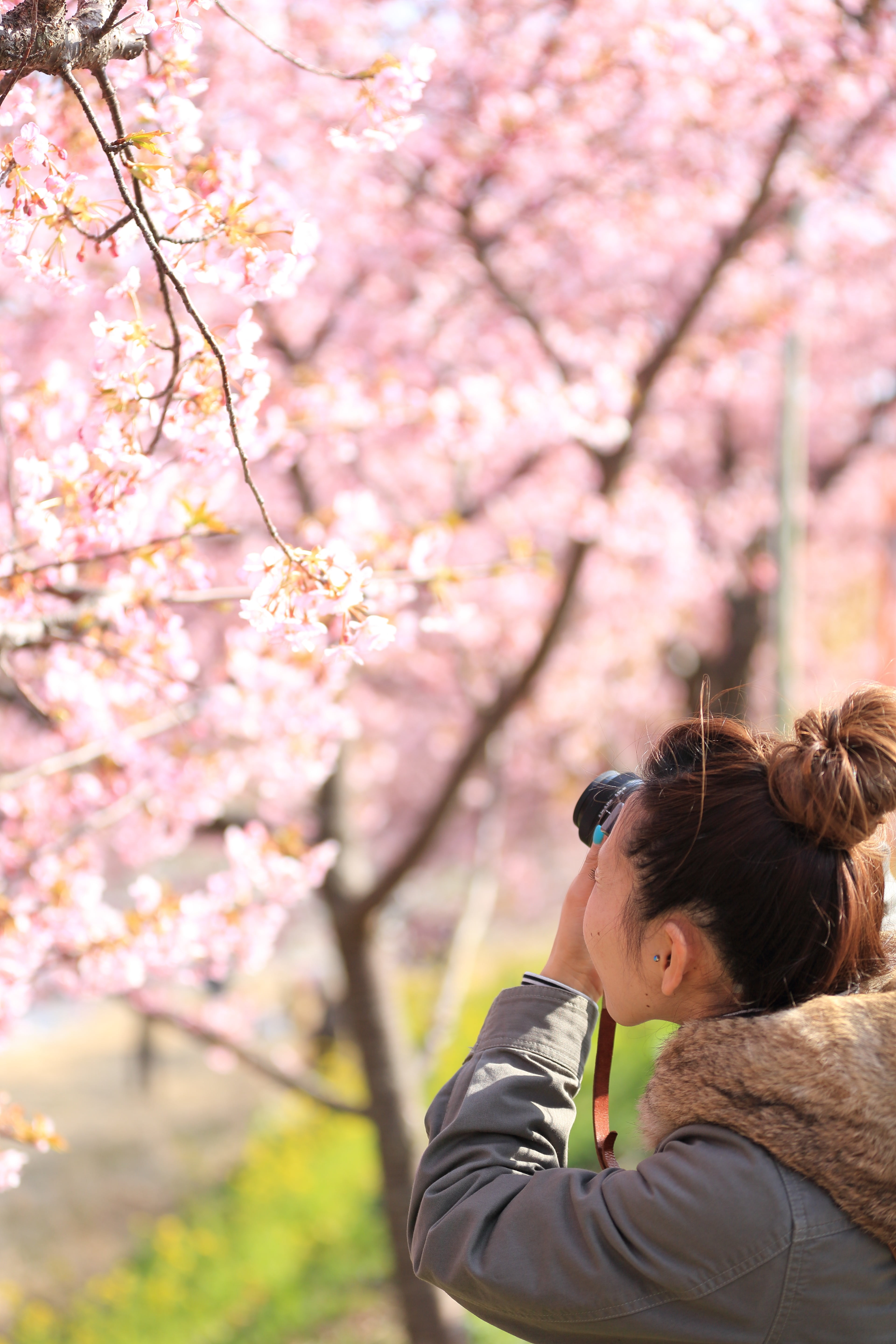 growth, outdoors, pink, cherry, blossom, woman, women, petal, young women, fragility, focus on foreground, men, taking, young adult, bloom, plant, one person, Phone HD Wallpaper
