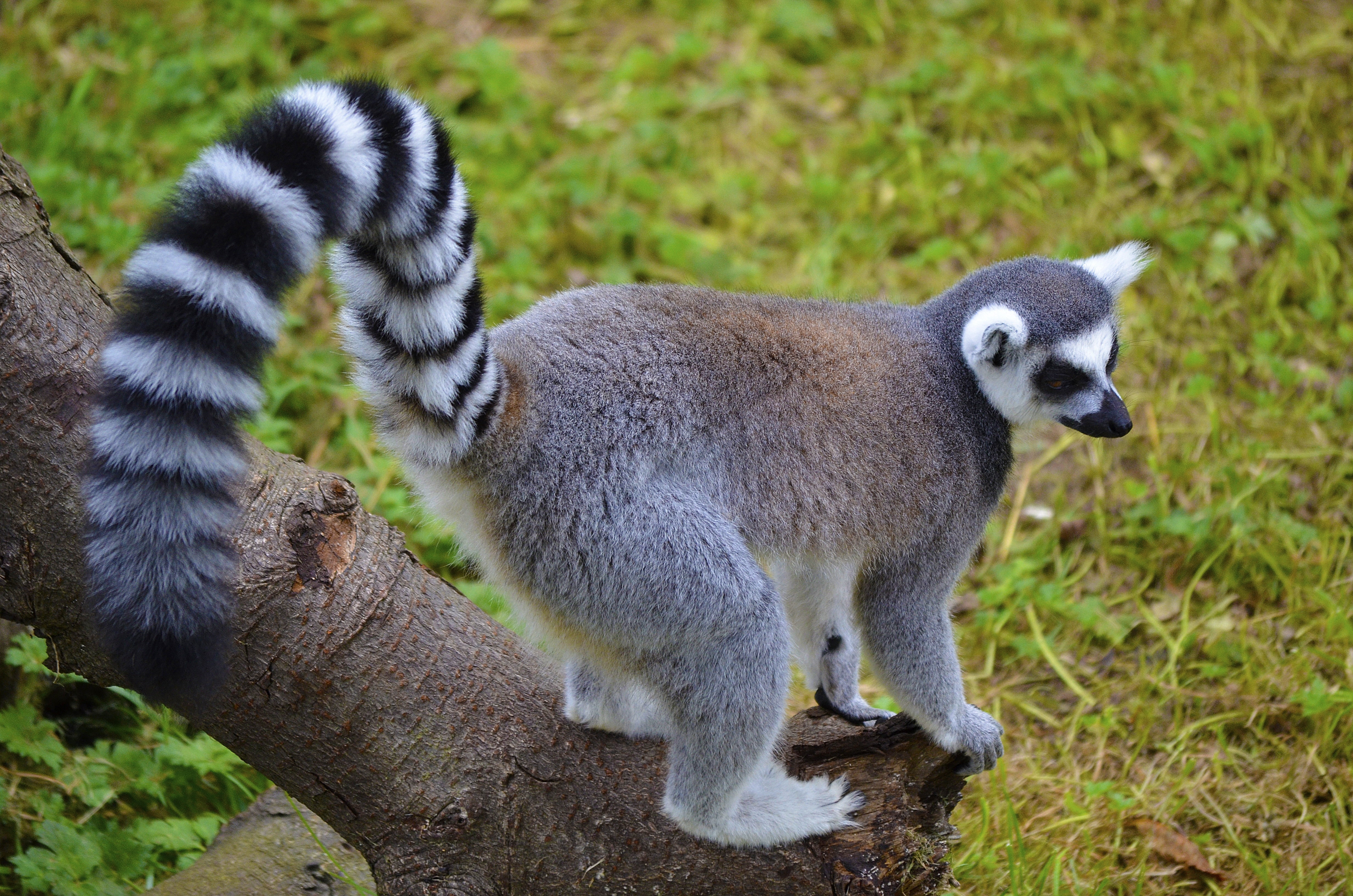 young animal, striped, brown, focus on foreground, animals In The Wild, wildlife, field, fur, grass, forest, tropical Rainforest, tree, monkey, black, living Organism, HD Wallpaper