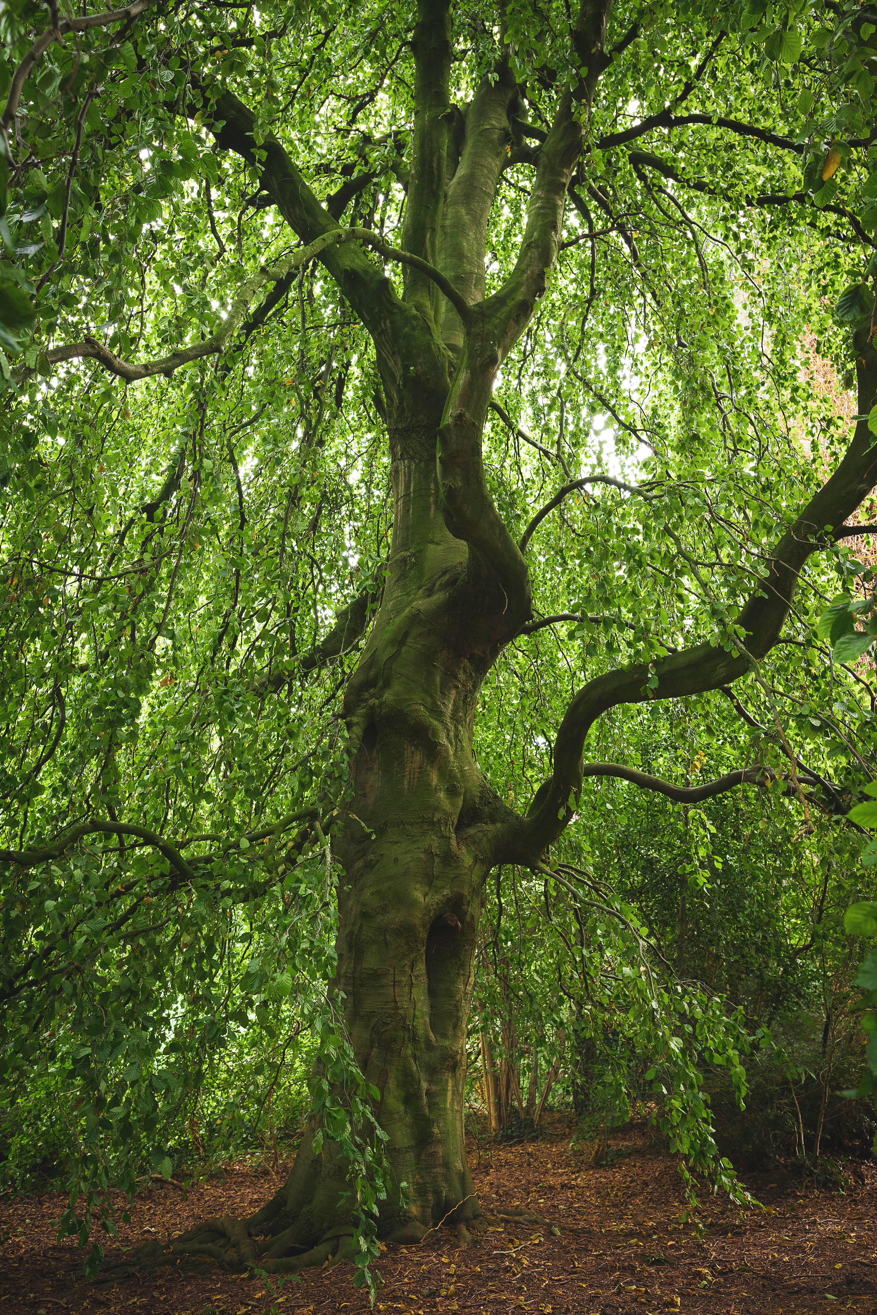 environment, fantasy, tree, land, green, plant, saturated, tree trunk, tranquil scene, woodland, woods, leaves, growth, lush foliage, green color, 4K, Phone HD Wallpaper