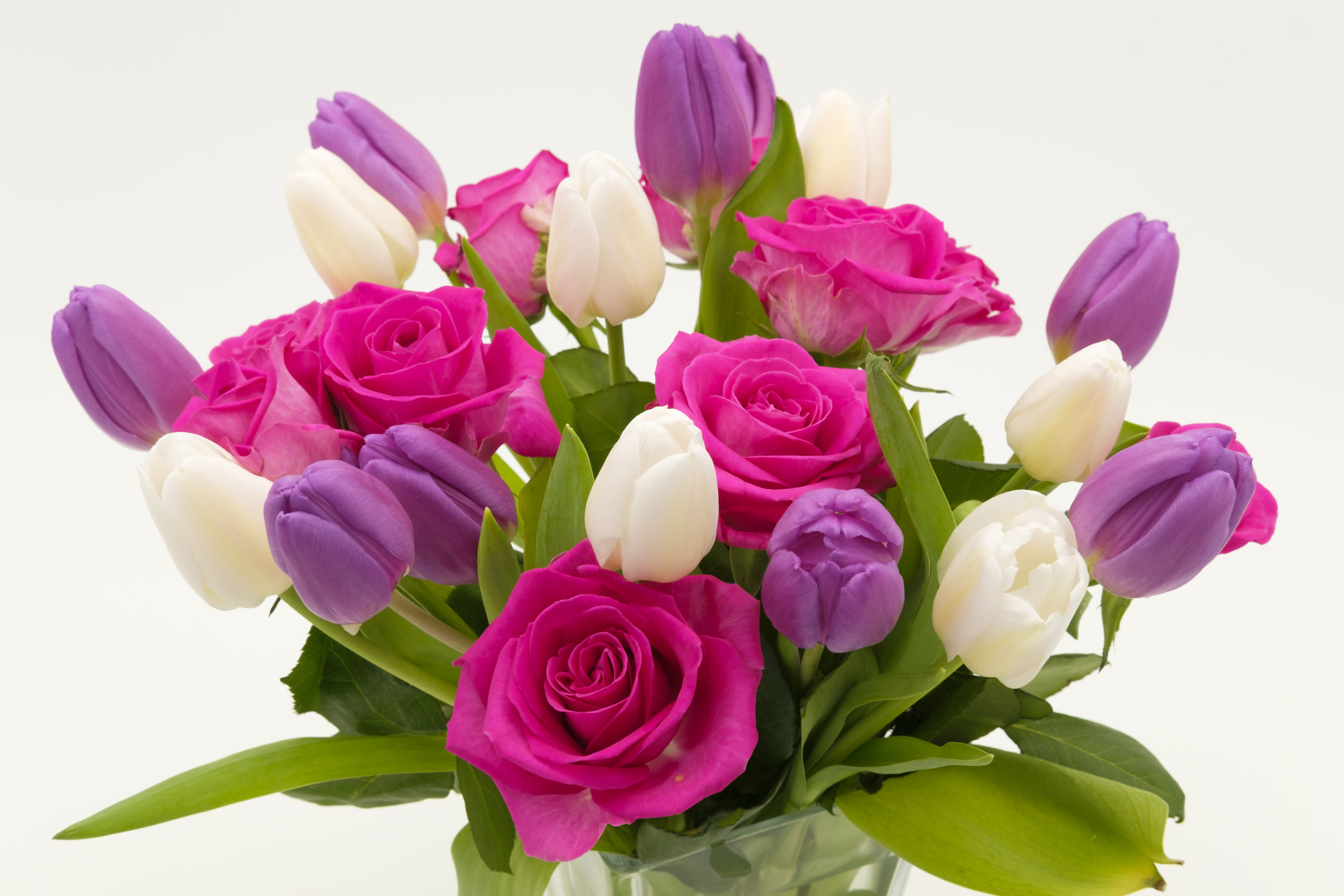 5K, white, tulip bouquet, background, fragility, pink, postcard, rose, purple, map, pink color, white background, flowering plant, vulnerability, flowers, HD Wallpaper