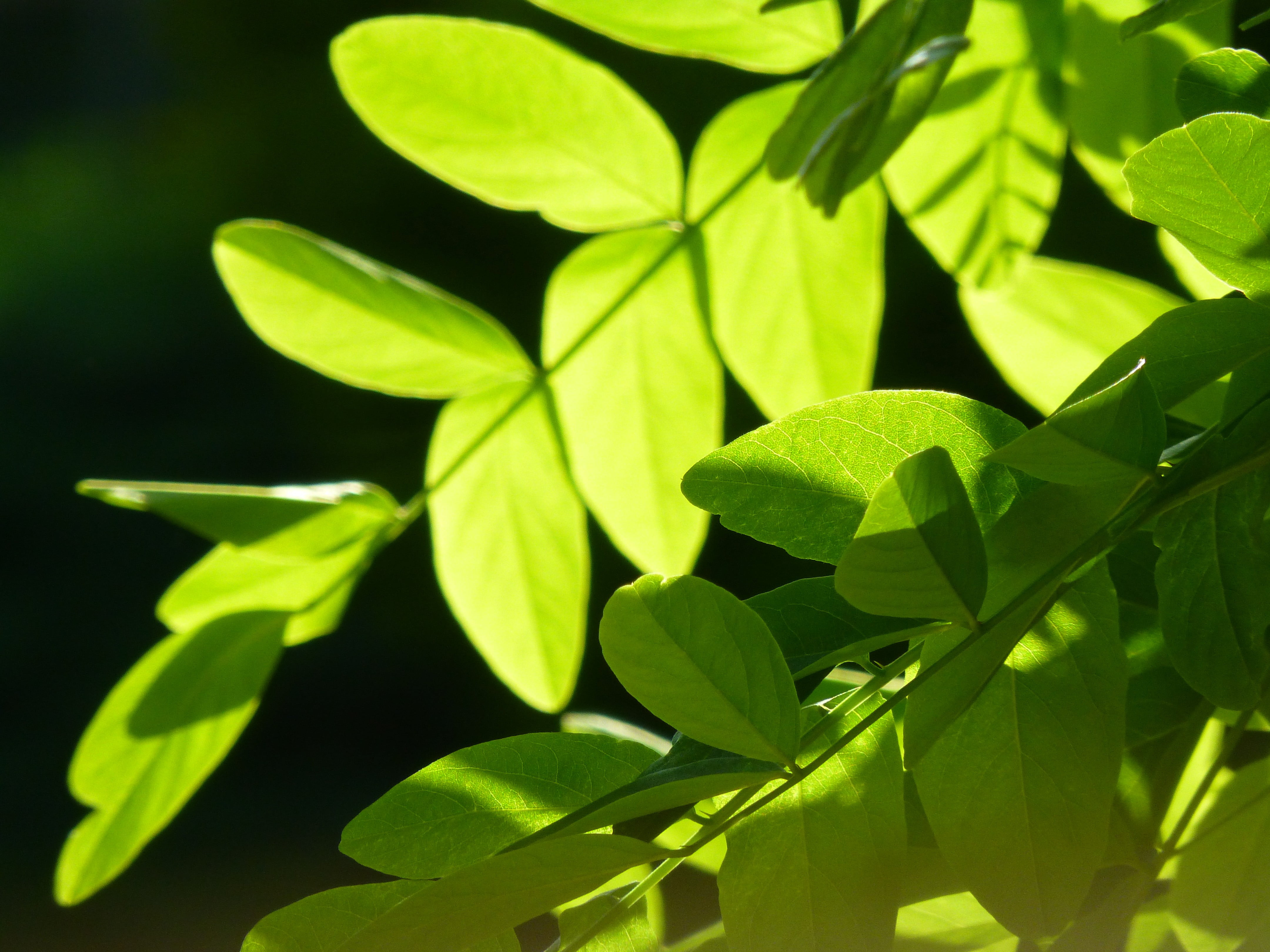freshness, beauty in nature, close-up, leaves, herb, medicine, nature, focus on foreground, leafed, sunlight, clover, 4K, high angle view, fresh, plant part, HD Wallpaper