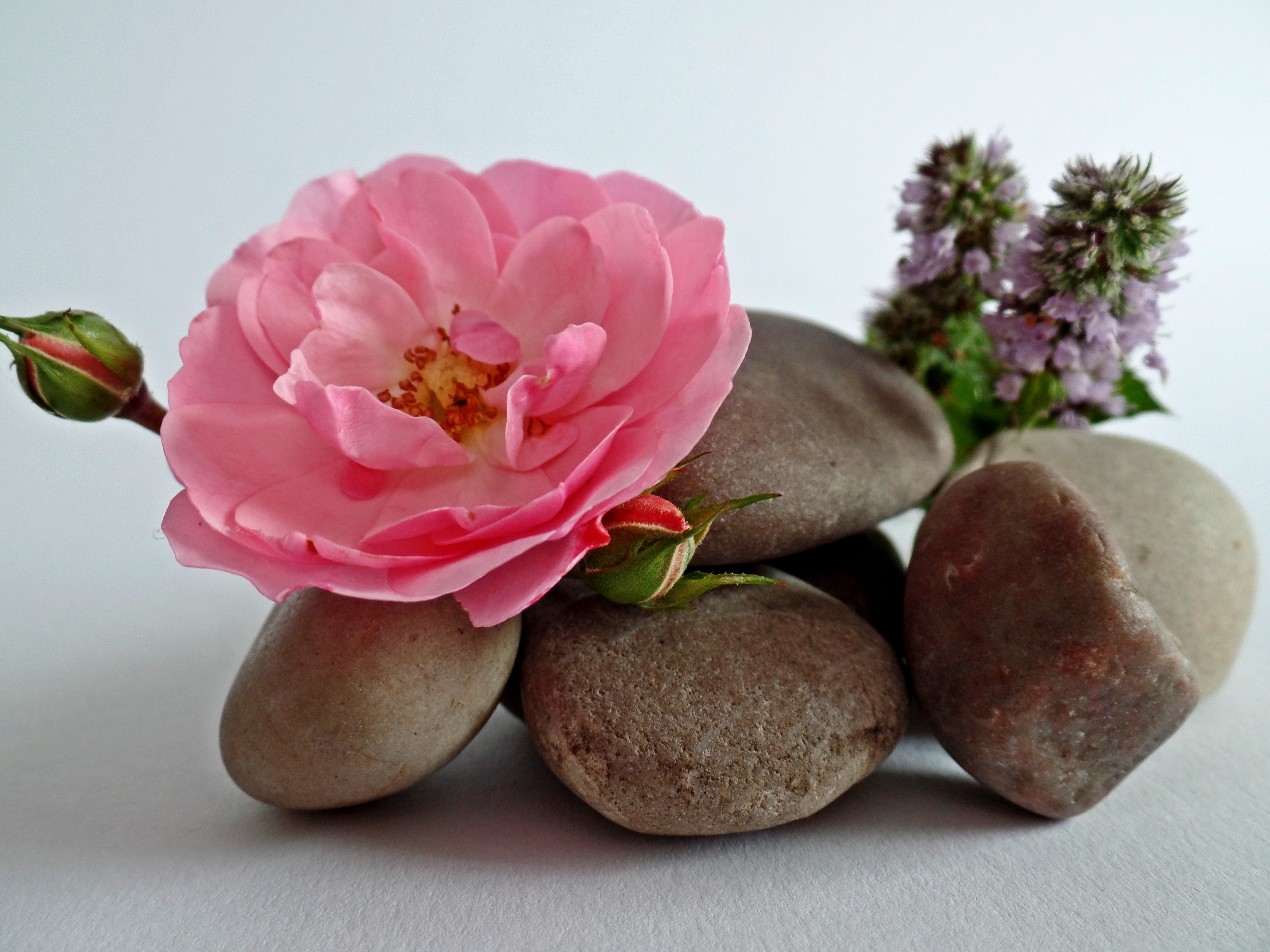 still life, vulnerability, patience, flower arrangement, nature, flower, close-up, dead, pink color, nettles, blossom, no people, meditation, stone - Object, HD Wallpaper