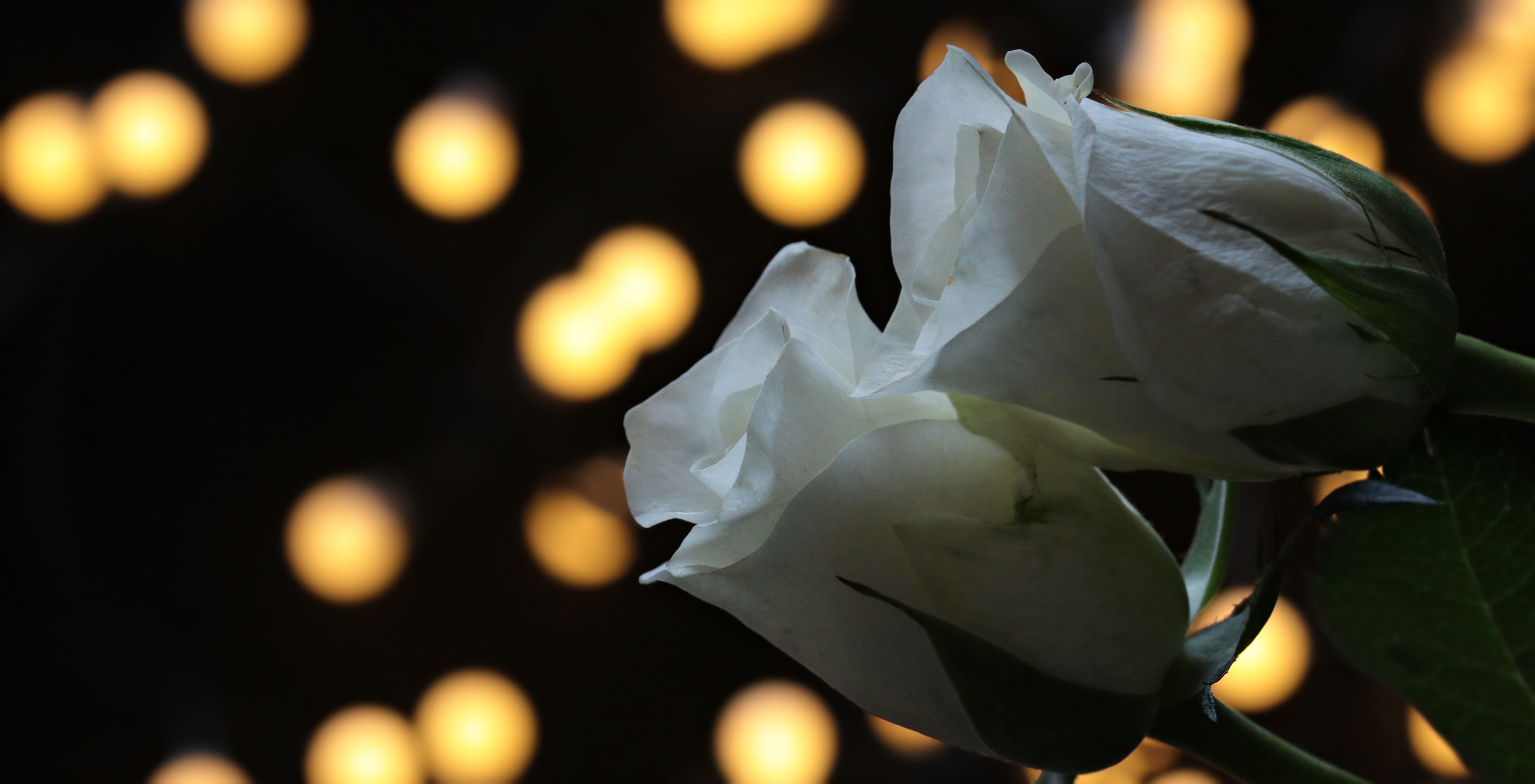 petal, love, light, inflorescence, map, single object, white roses, flowering plant, decoration, beauty in nature, vulnerability, lights, valentines day, HD Wallpaper